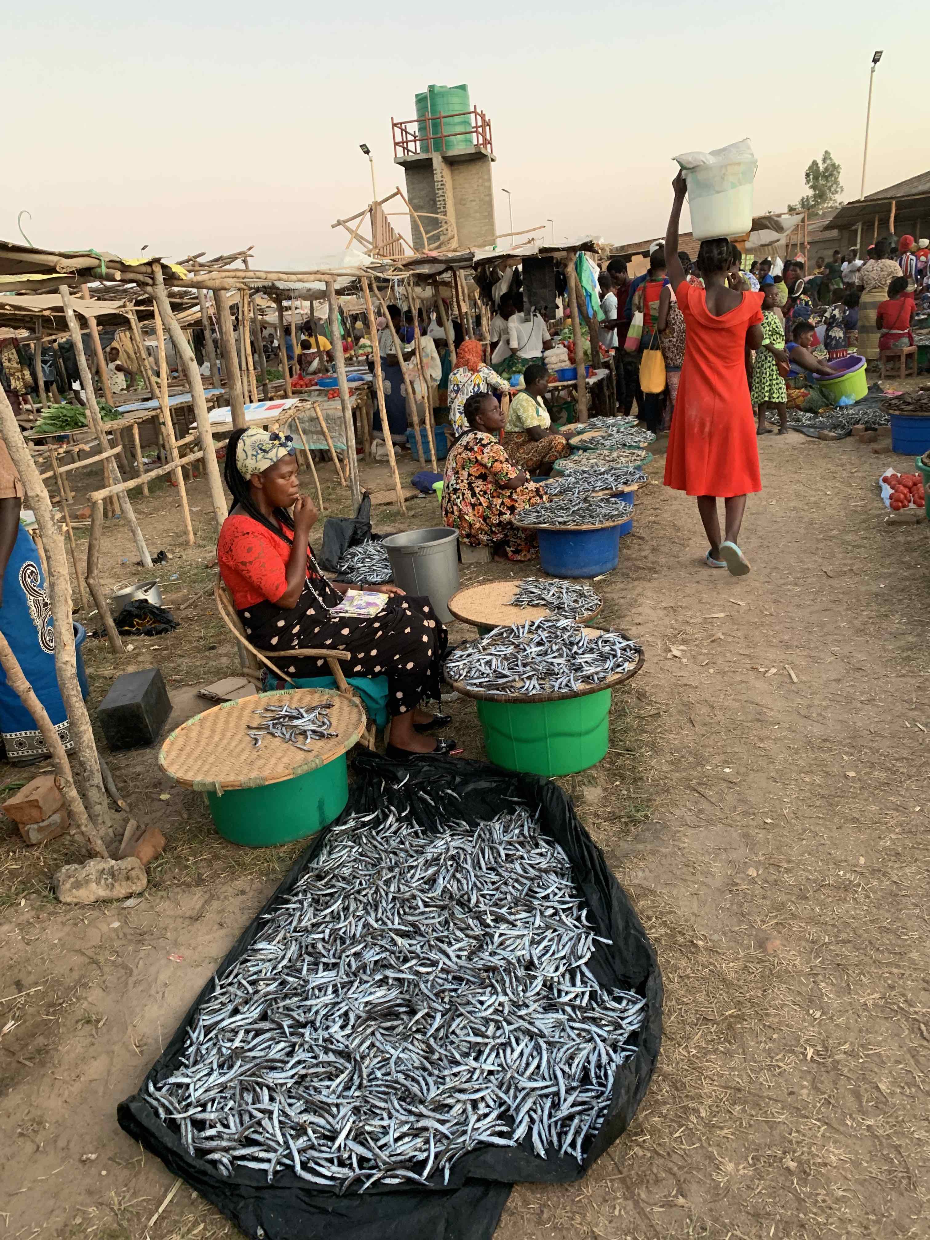 Usipa fish on display at a market in Nkhotakota, Malawi