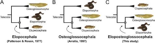 Trees of life of teleost fishes representing the two hypotheses of the controversy and its resolution in the present study. Courtesy GenoFish Consortium