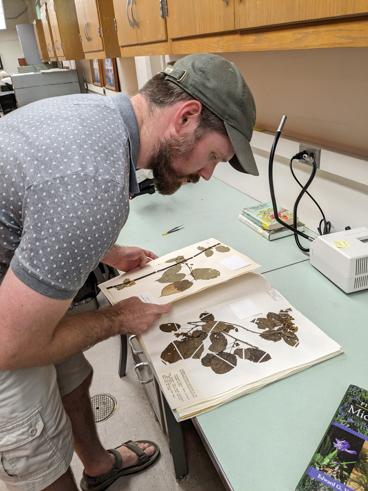 Matt Chansler looks at herbarium specimens: leaves and stems affixed to large pages with thin white restraints. Small text at the bottom of the page (that’s illegible in the photo) contains details about the specimens.