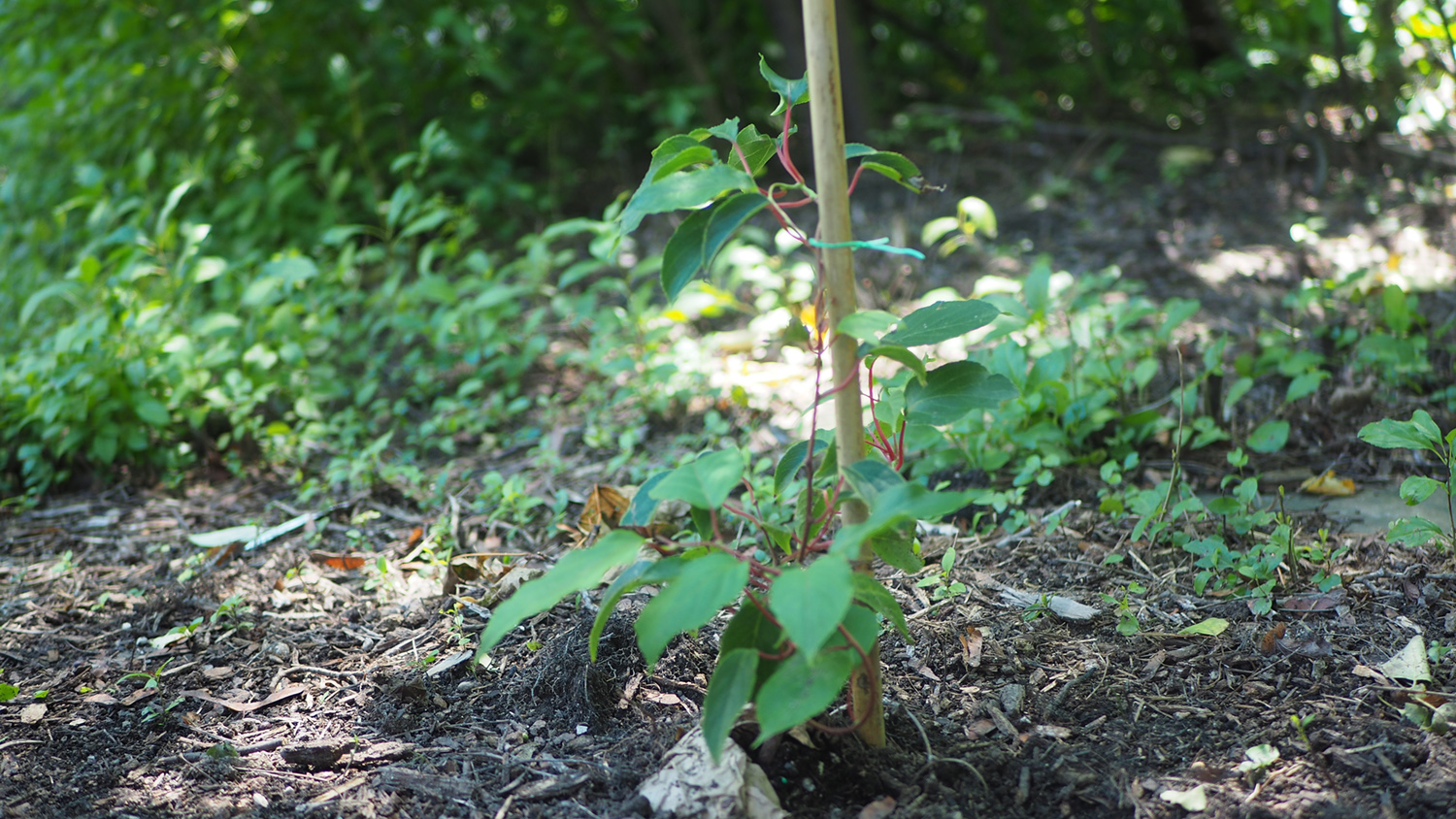 A short Michigan State kiwi vine climbs up a bamboo stake.