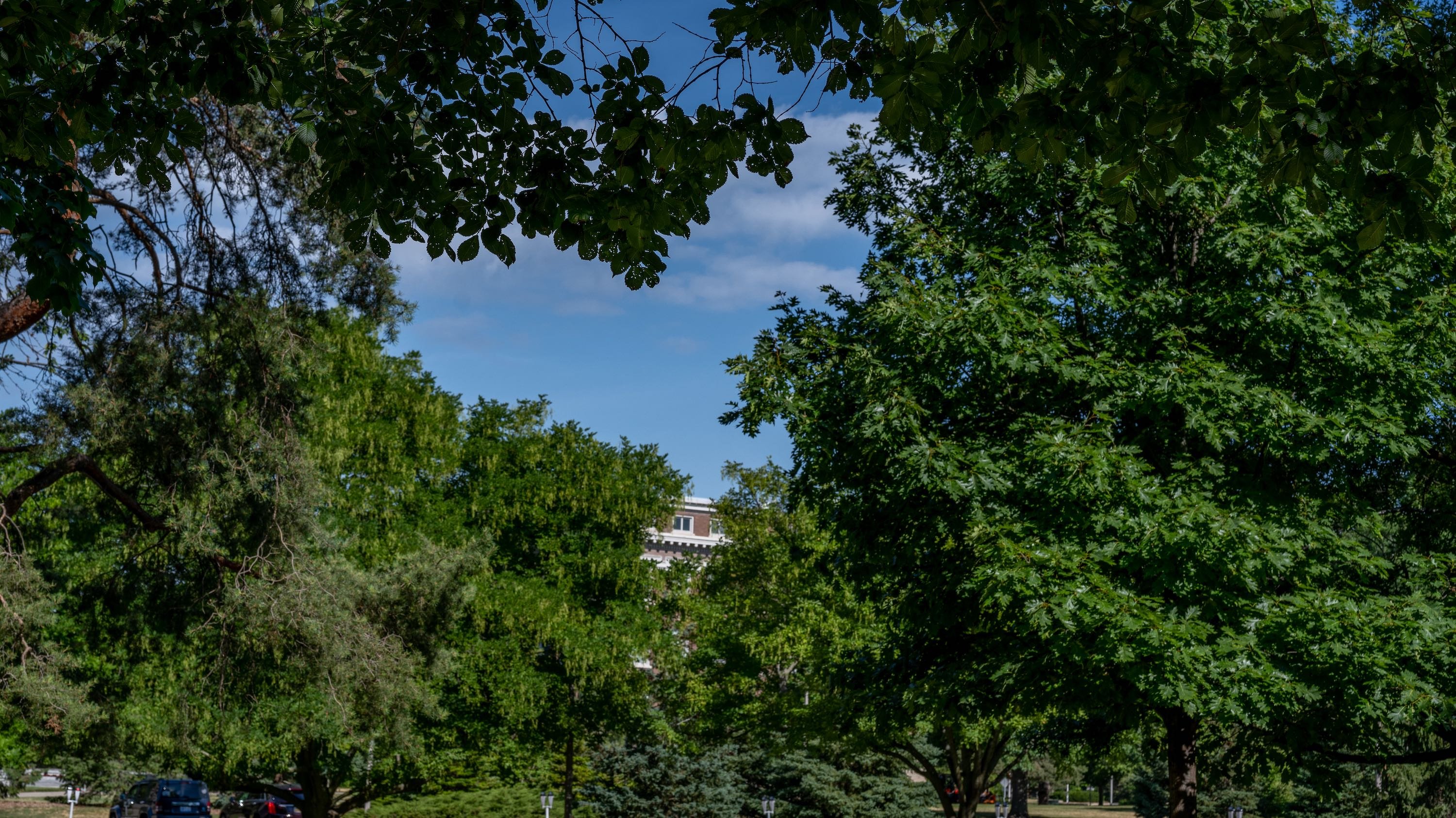 Tree branches and green leaves frame the blue sky in the serendipitous shape of a heart on Michigan State University's campus