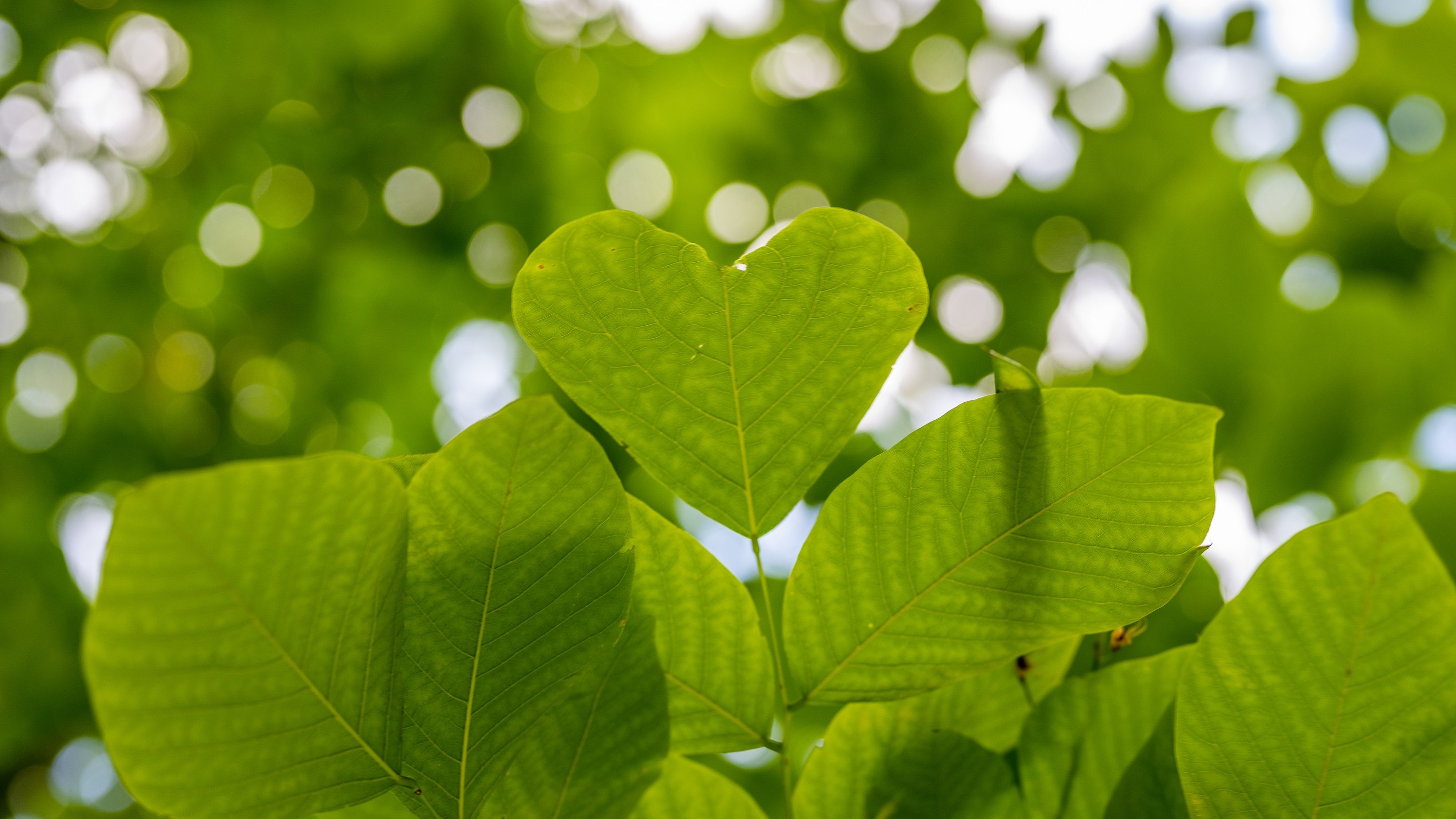A green plant leaf shaped like a heart sticks out among its companions.