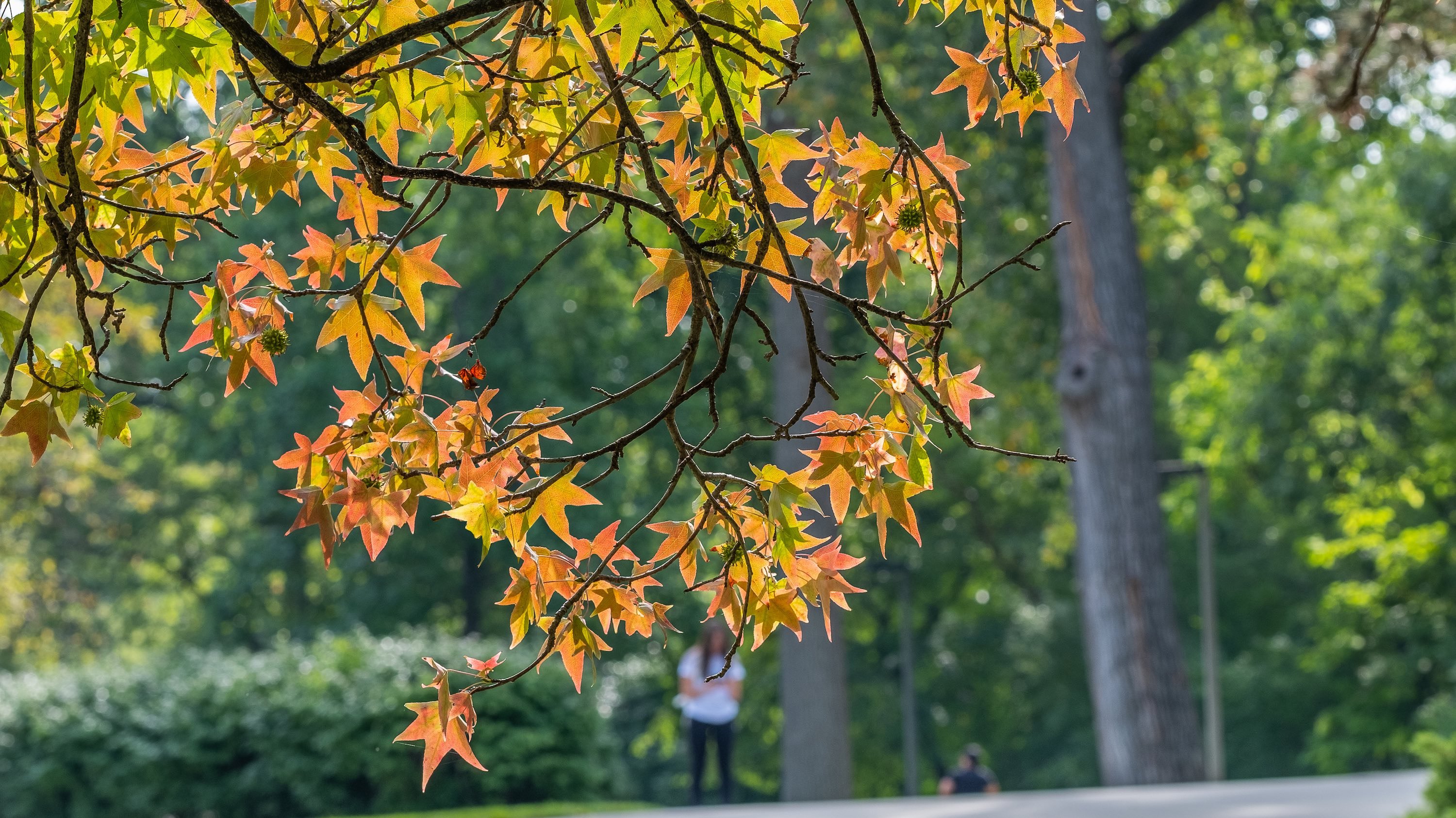 The remaining red and orange leaves on a tree in the fall form the shape of a heart