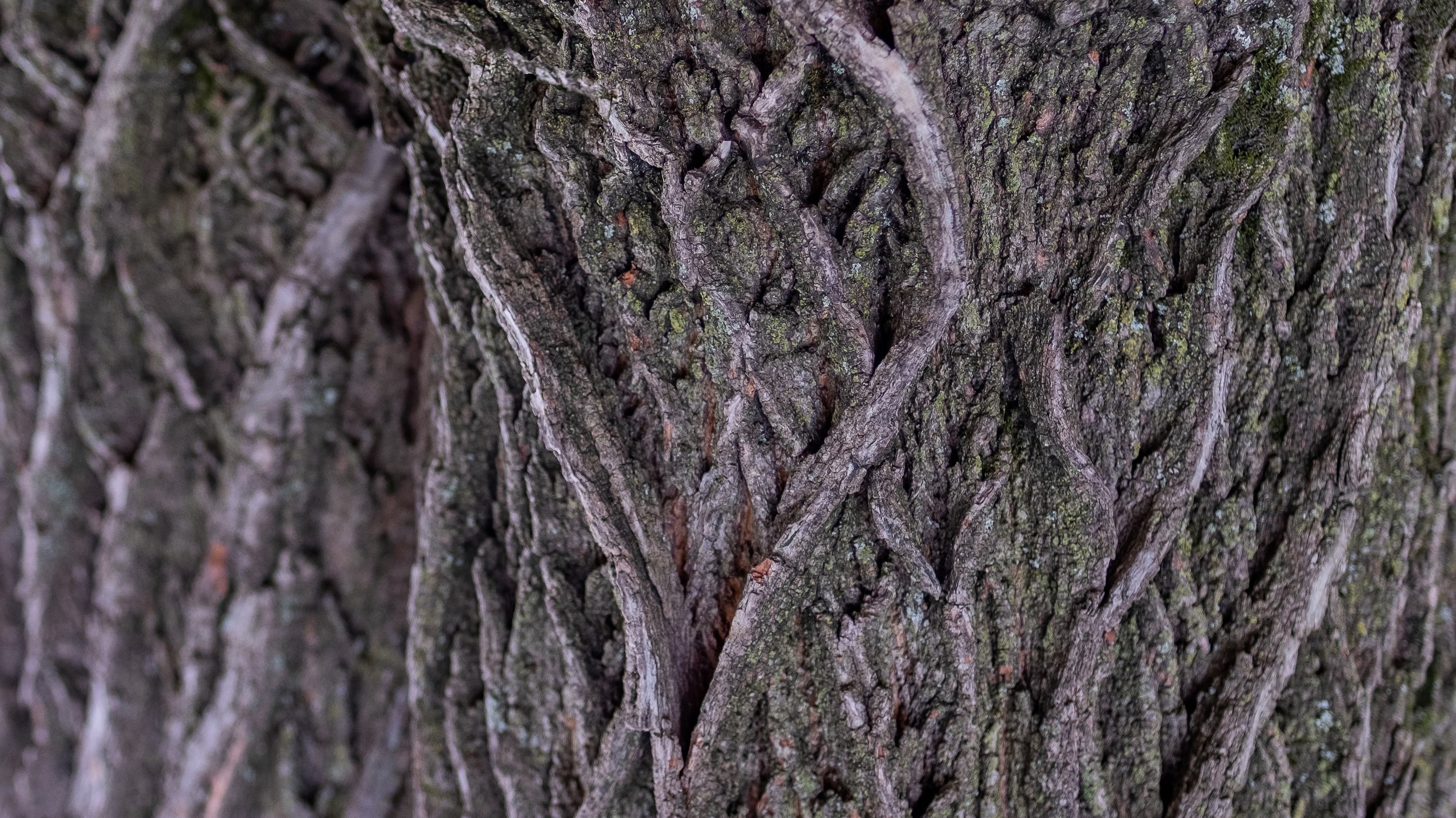 The bark lines of a tree form the shape of a heart