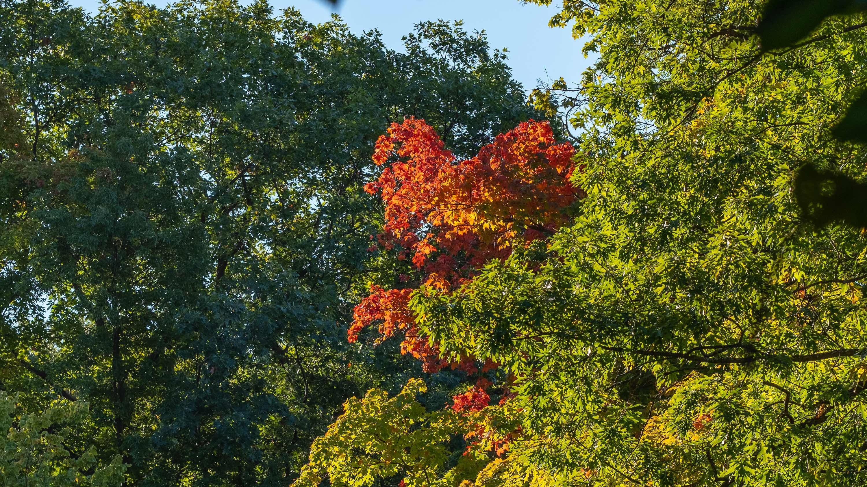 A heart of fall foliage bursts out around green leaves on Michigan State University's campus