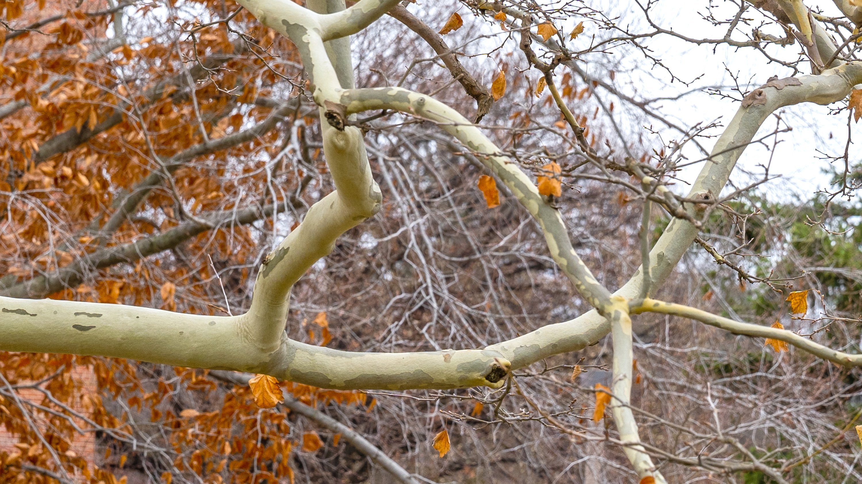 A sideways heart appears in branches in front of a read leaves on a fall day in East Lansing