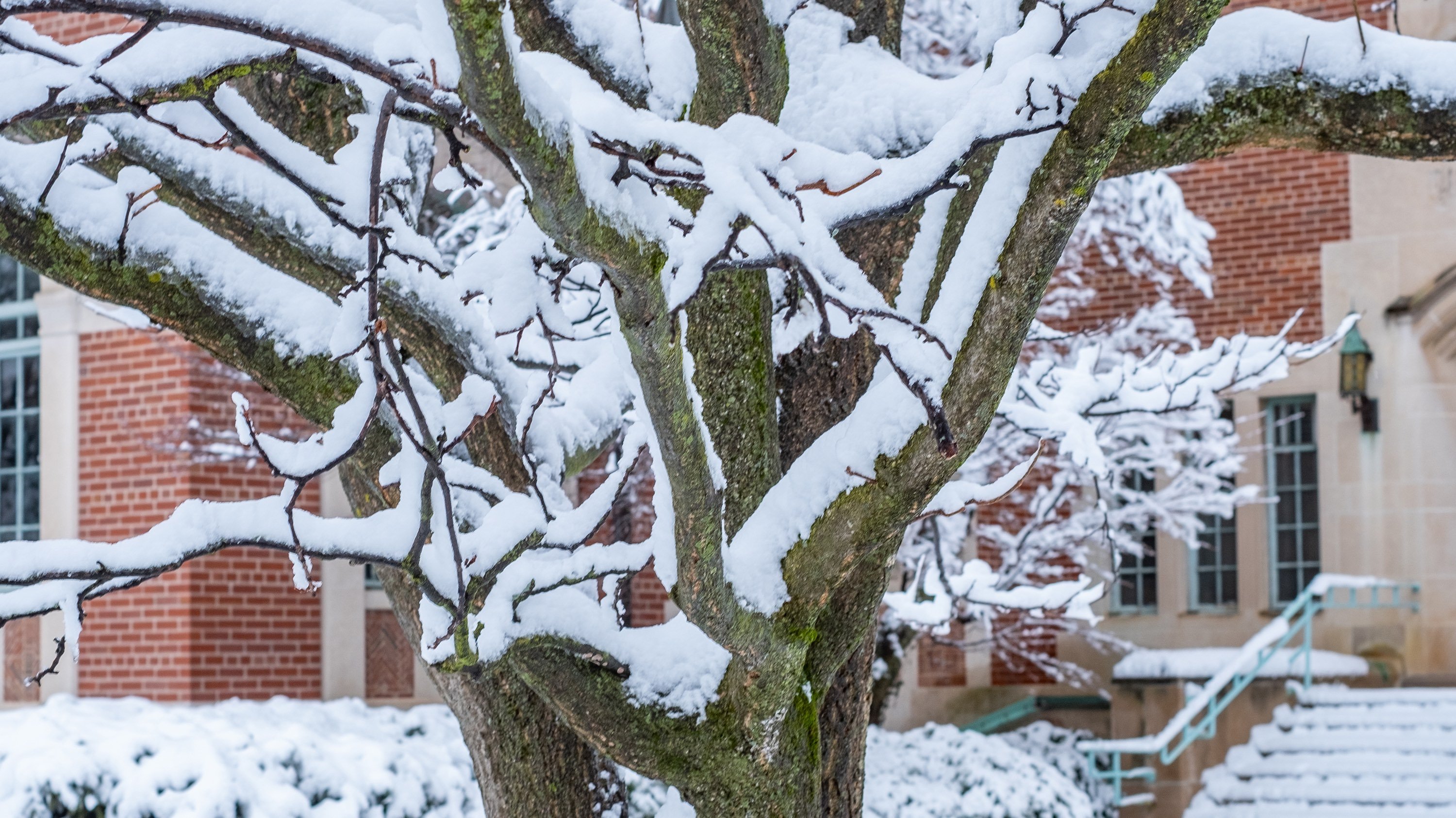 A heart appears in snow covered branches on MSU's campus