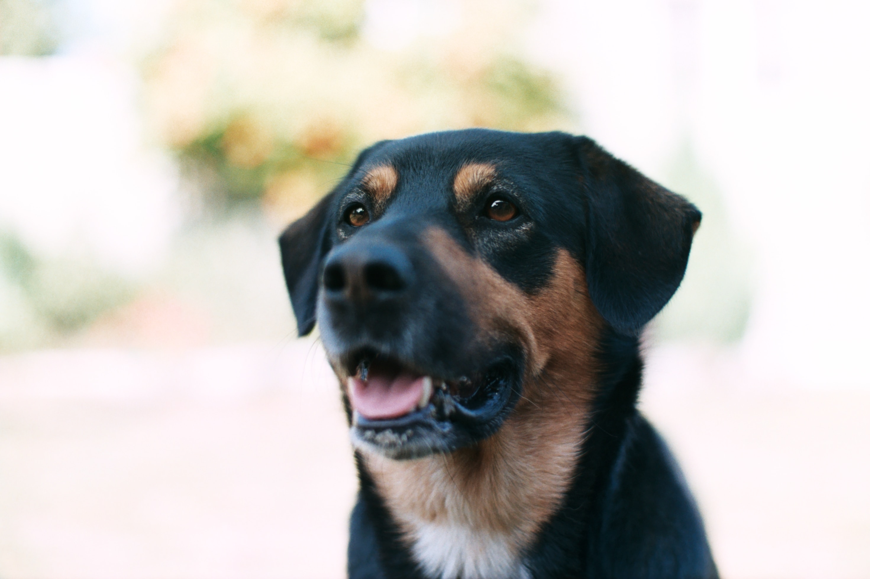 Photo of dog.