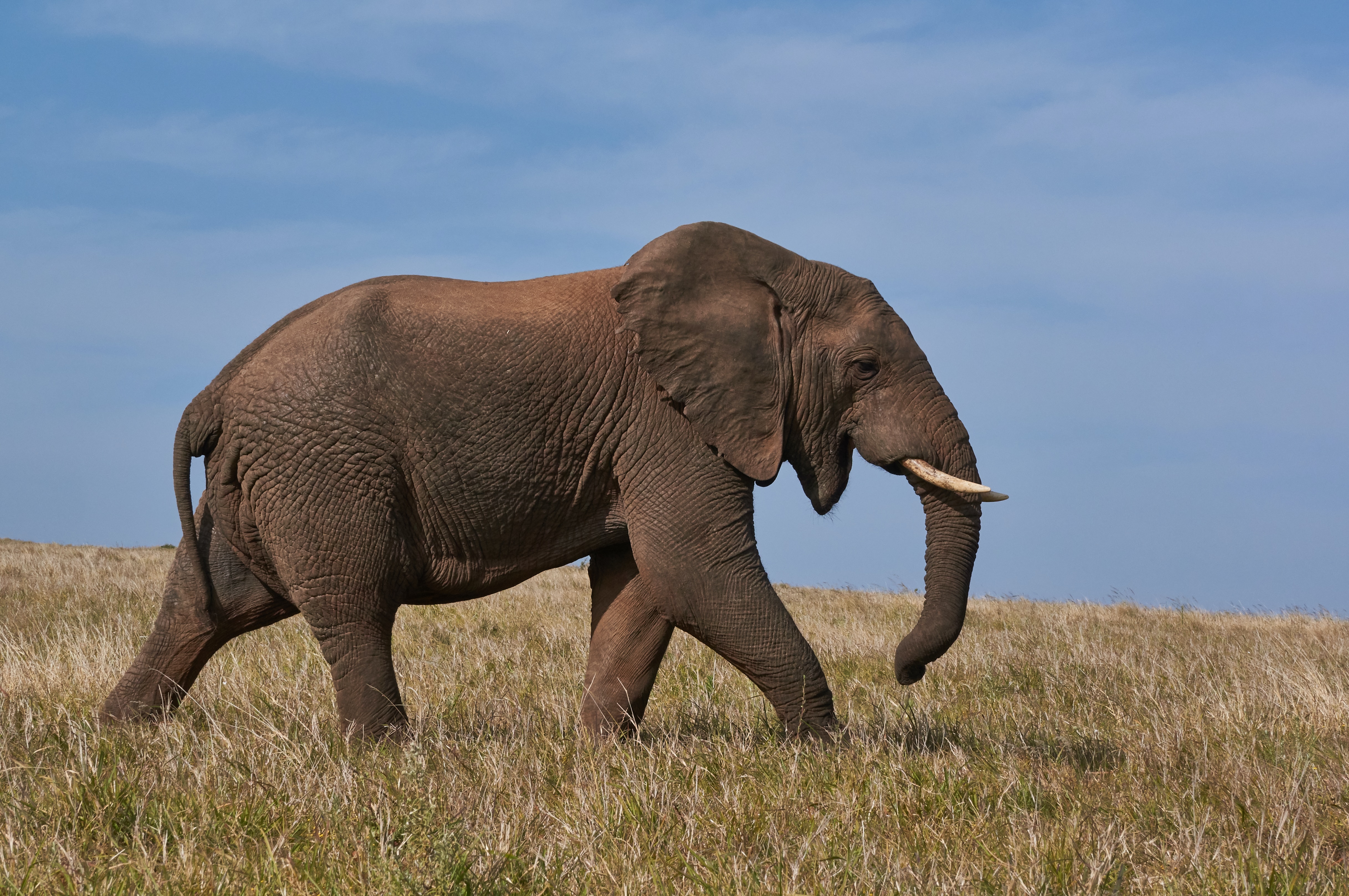 Photo of elephant.