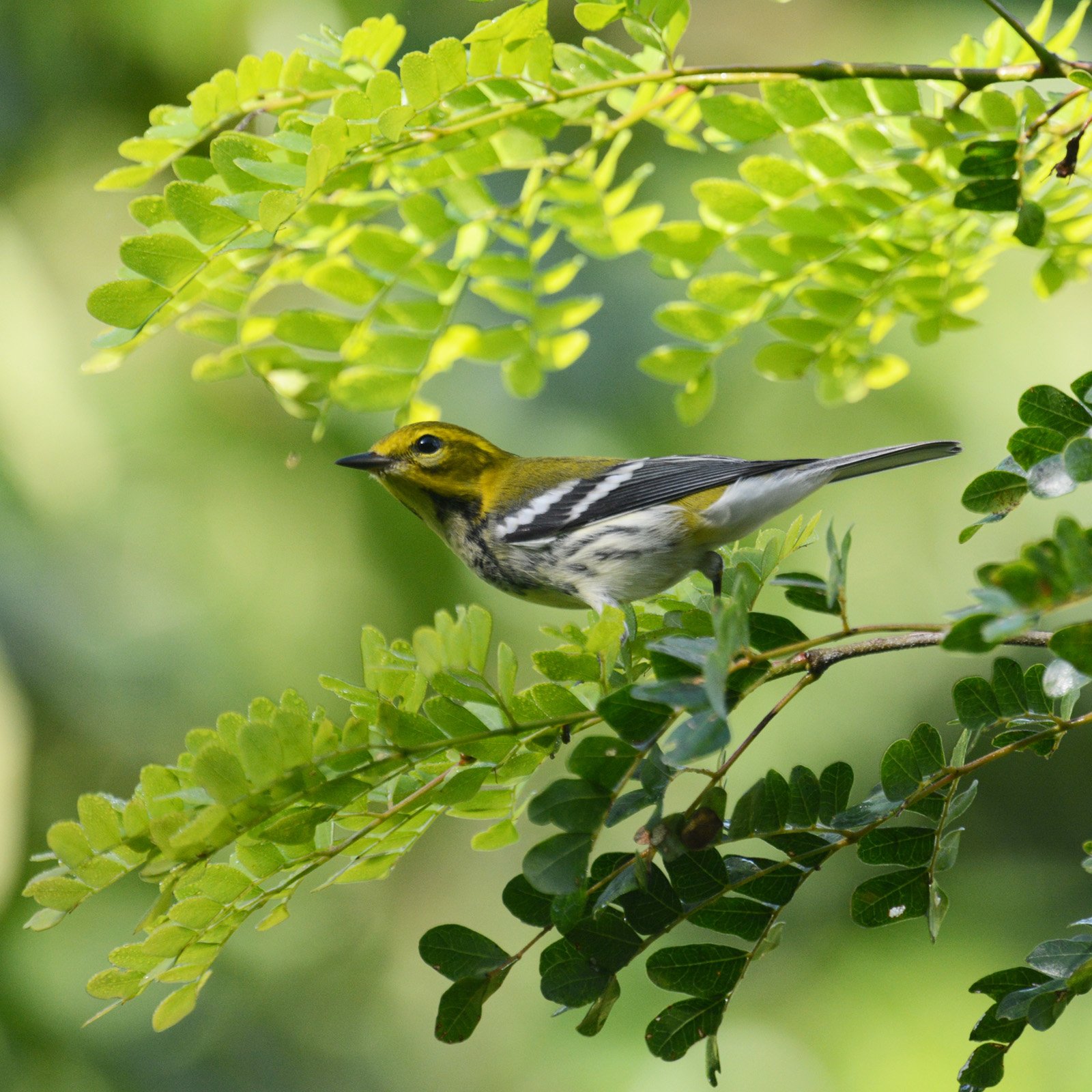 A black-throated green warbler ? a yellowish green bird with black and white bands ? is perched on a branch with small green leaves.