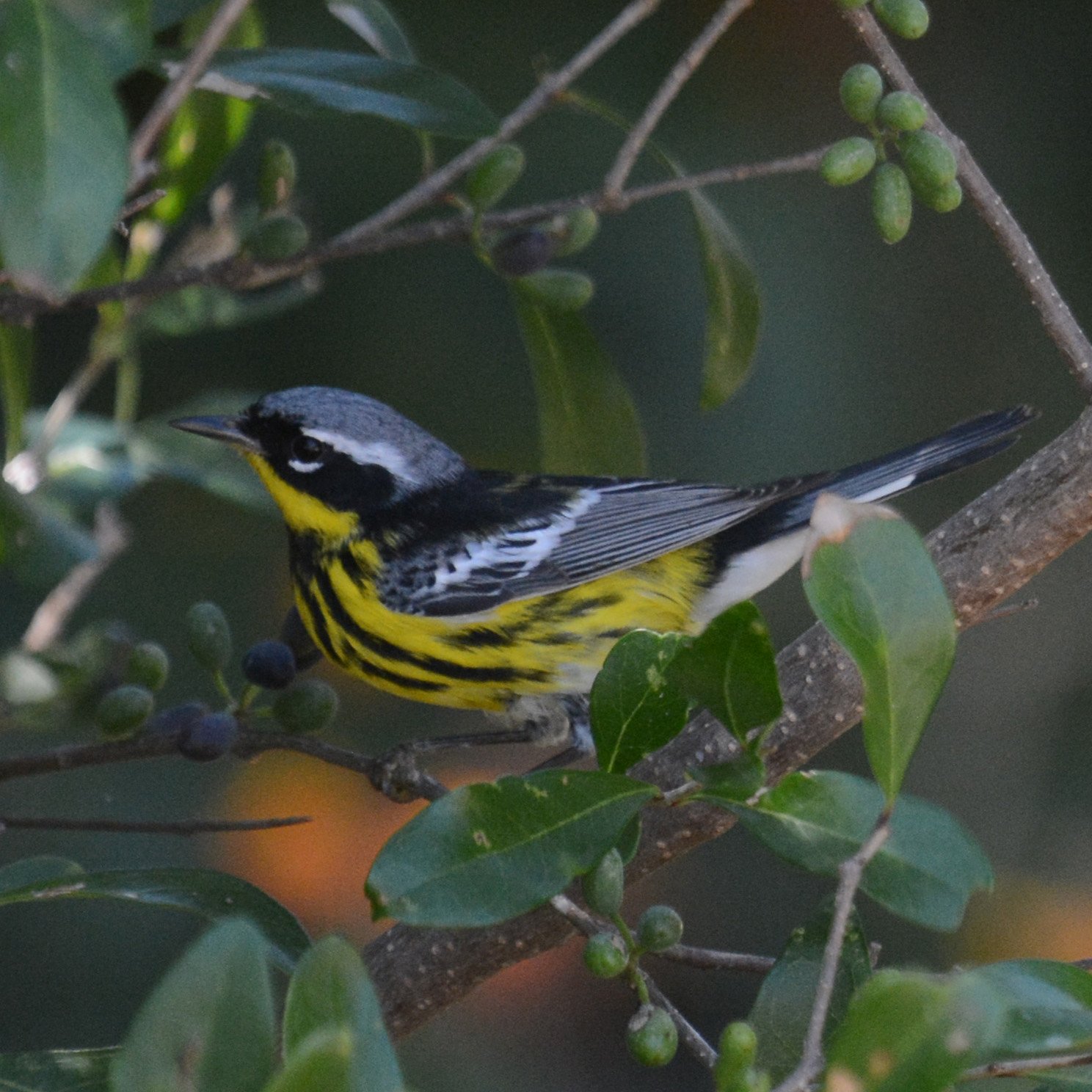 A magnolia warbler ? a black, gray and white bird with a yellow breast and throat ? is perched on a branch with small green leaves and berries.