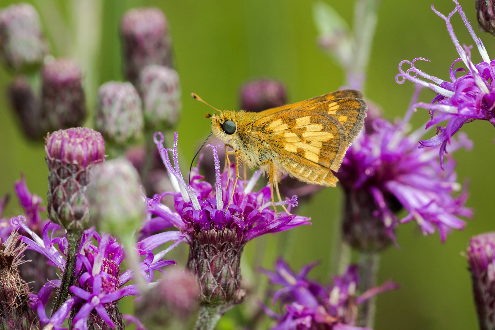 A yellow and orange Peck?s skipper butterfly drinks nectar from a purple flower.