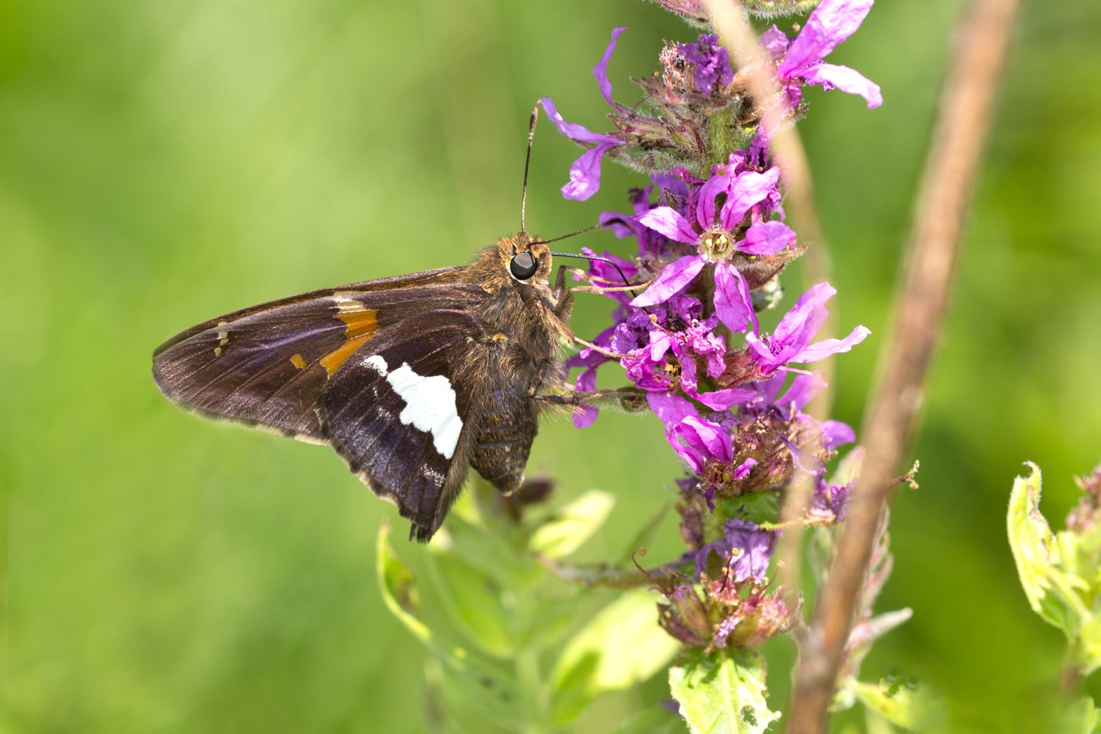 A brown silver-spotted skipper butterfly with orange and white markings drinks nectar from a purple flower.