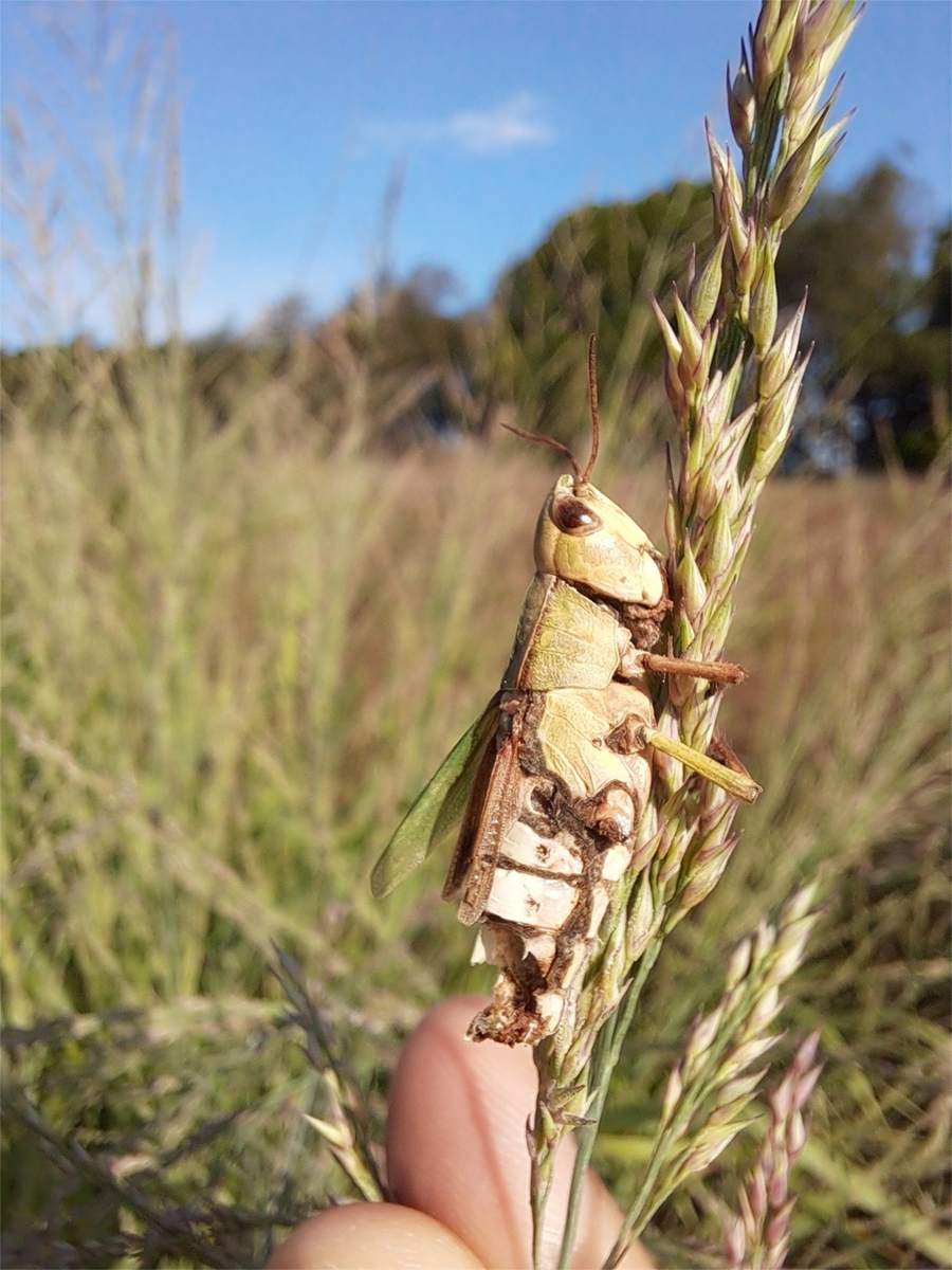 A photo of a dead grasshopper clinging to the top of a grass's flowering stem. The grasshopper is missing part of its abdomen, and dark brown fungal tissue grows at its joints, mouth and cracks in its exoskeleton.