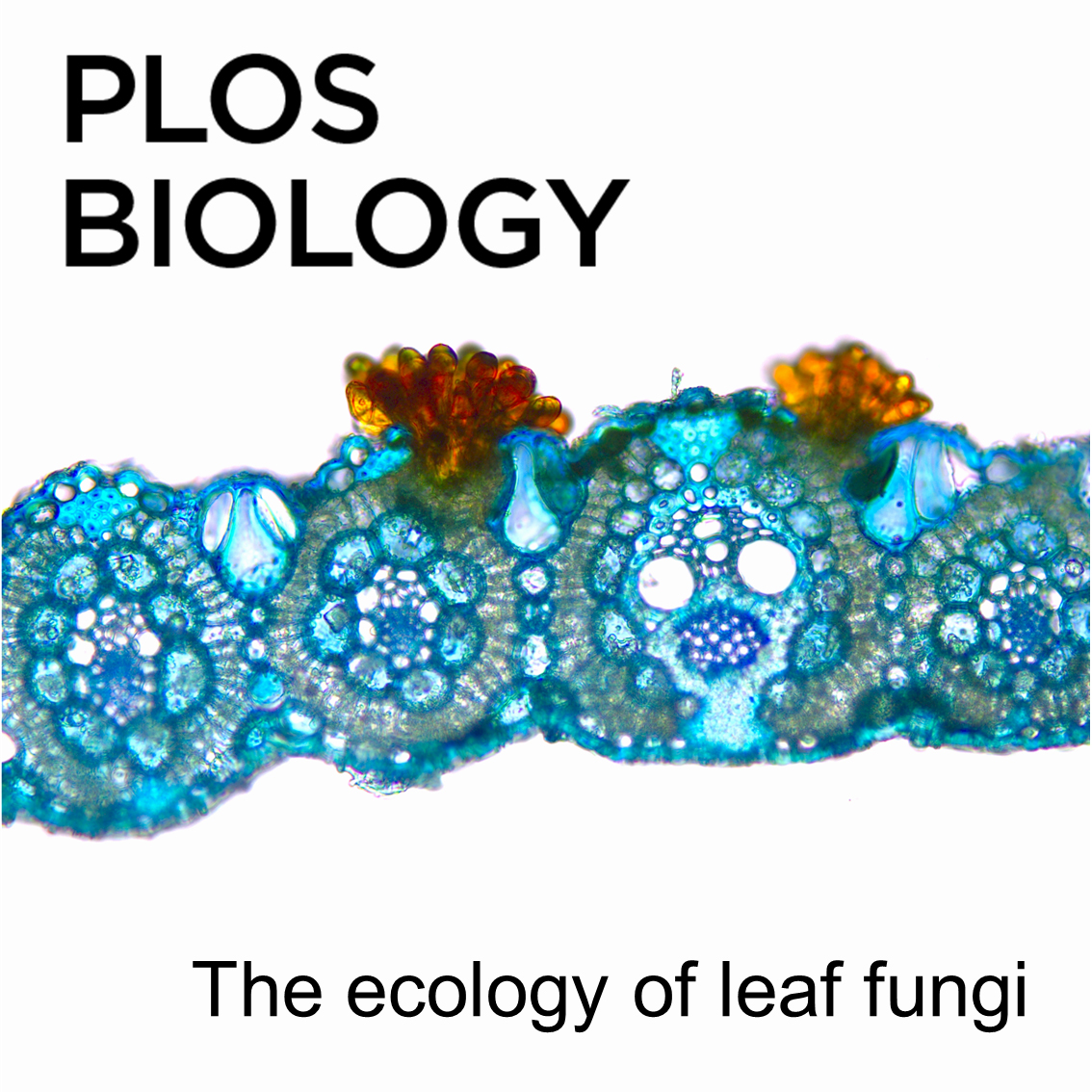 A microscope image shows the cross section of a plant leaf where its tissue is stained blue. A fungus grows on top of the blue tissue as orange, fan-like structures.