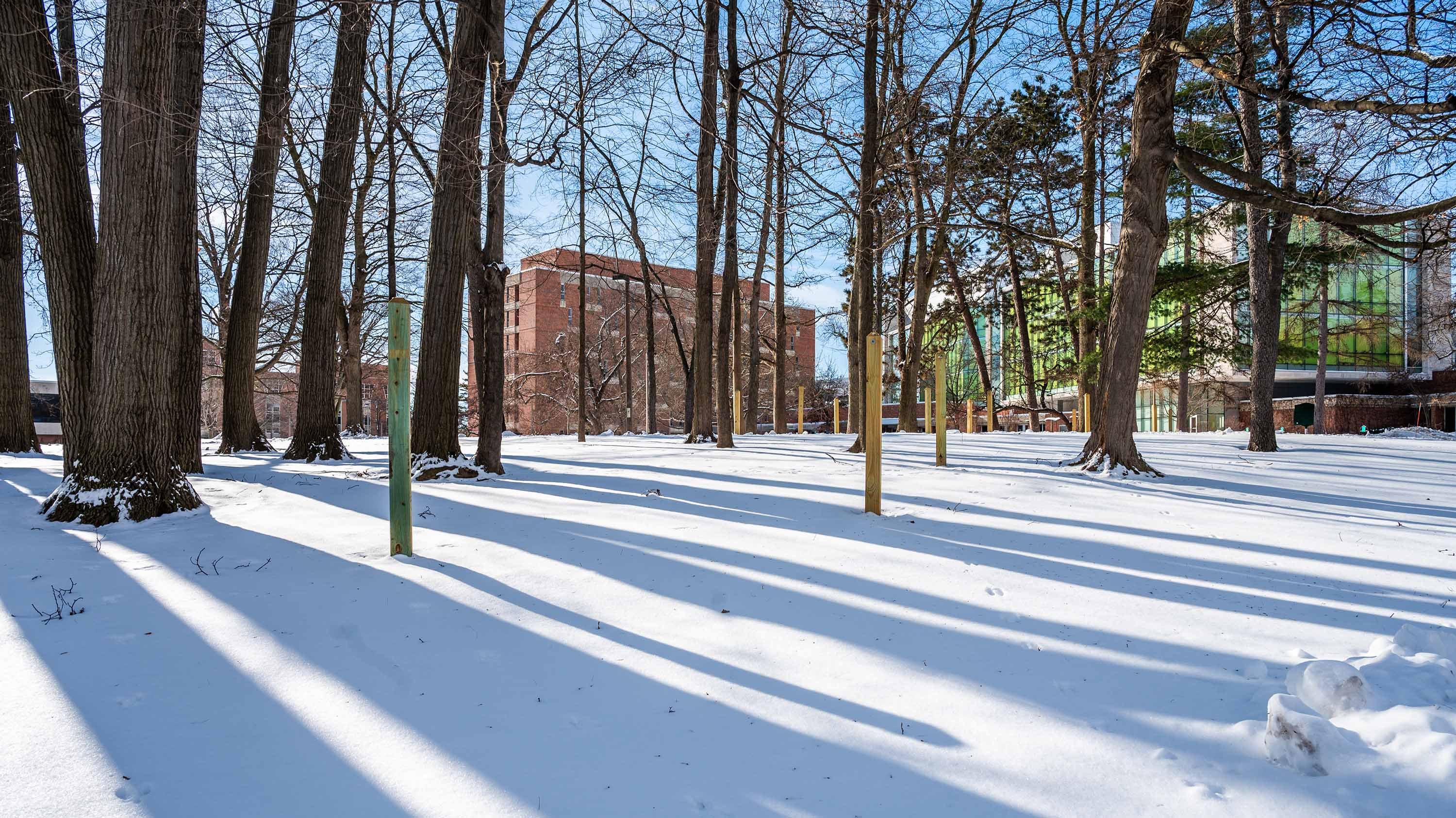 Trees and snow in front of Wells Hall