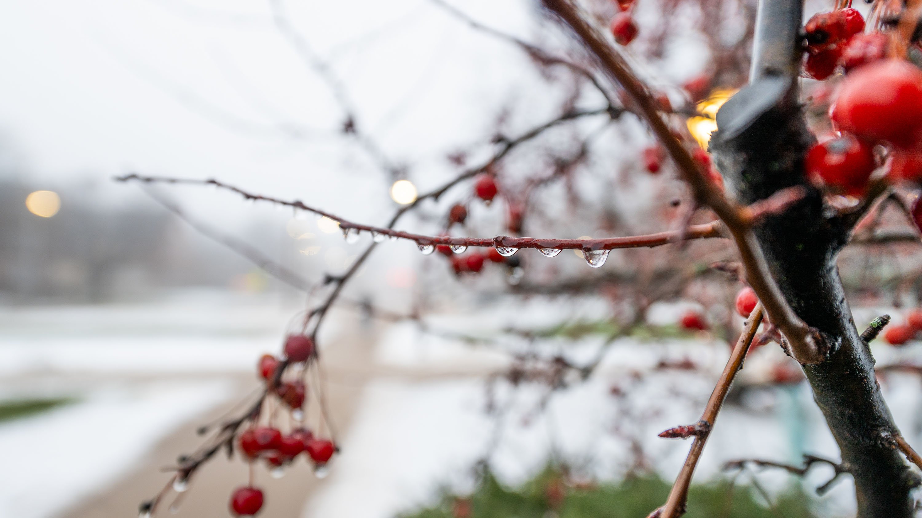 Water droplets on crabapple branch
