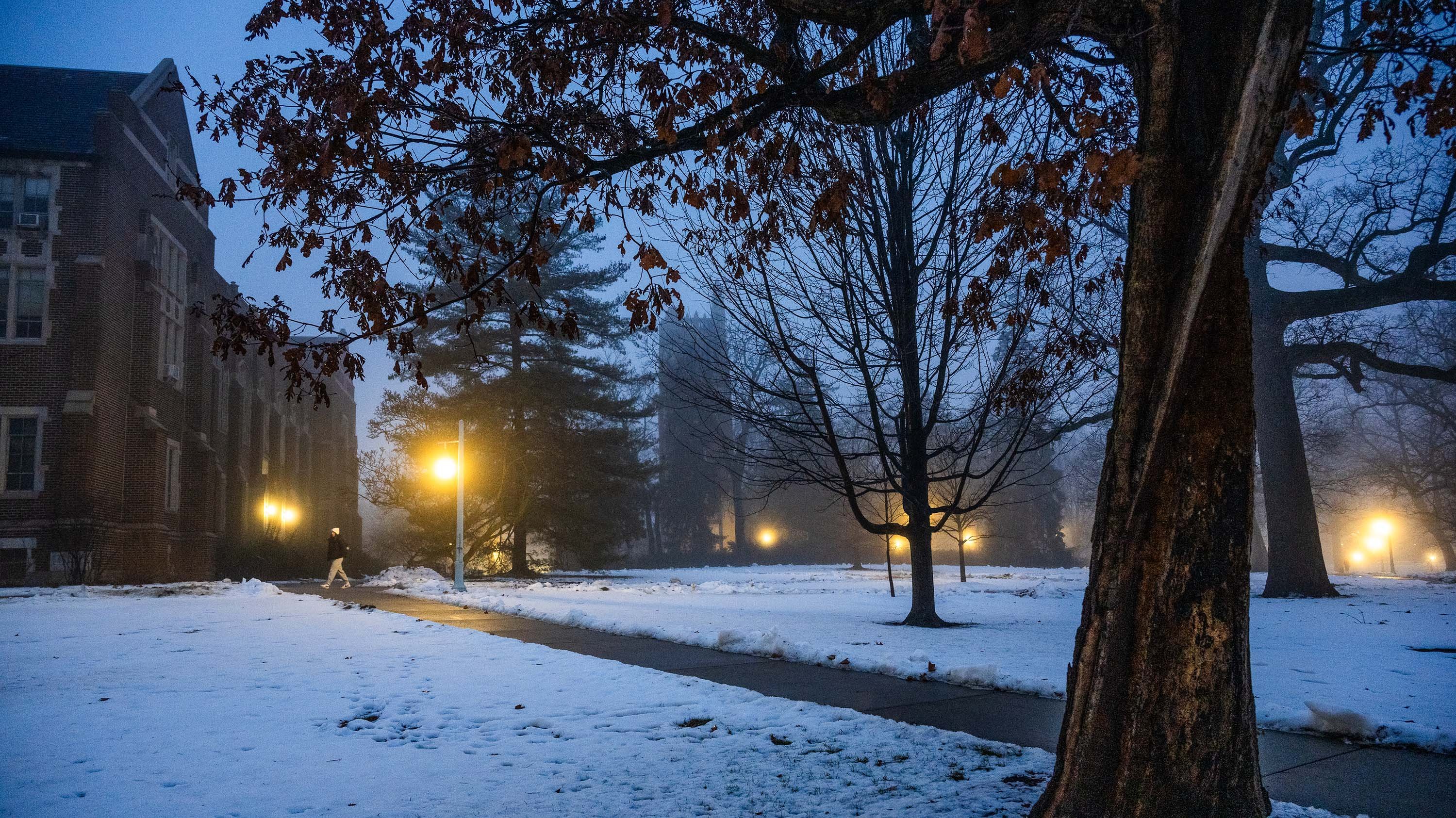 Resilient Oak tree and Beaumont Tower
