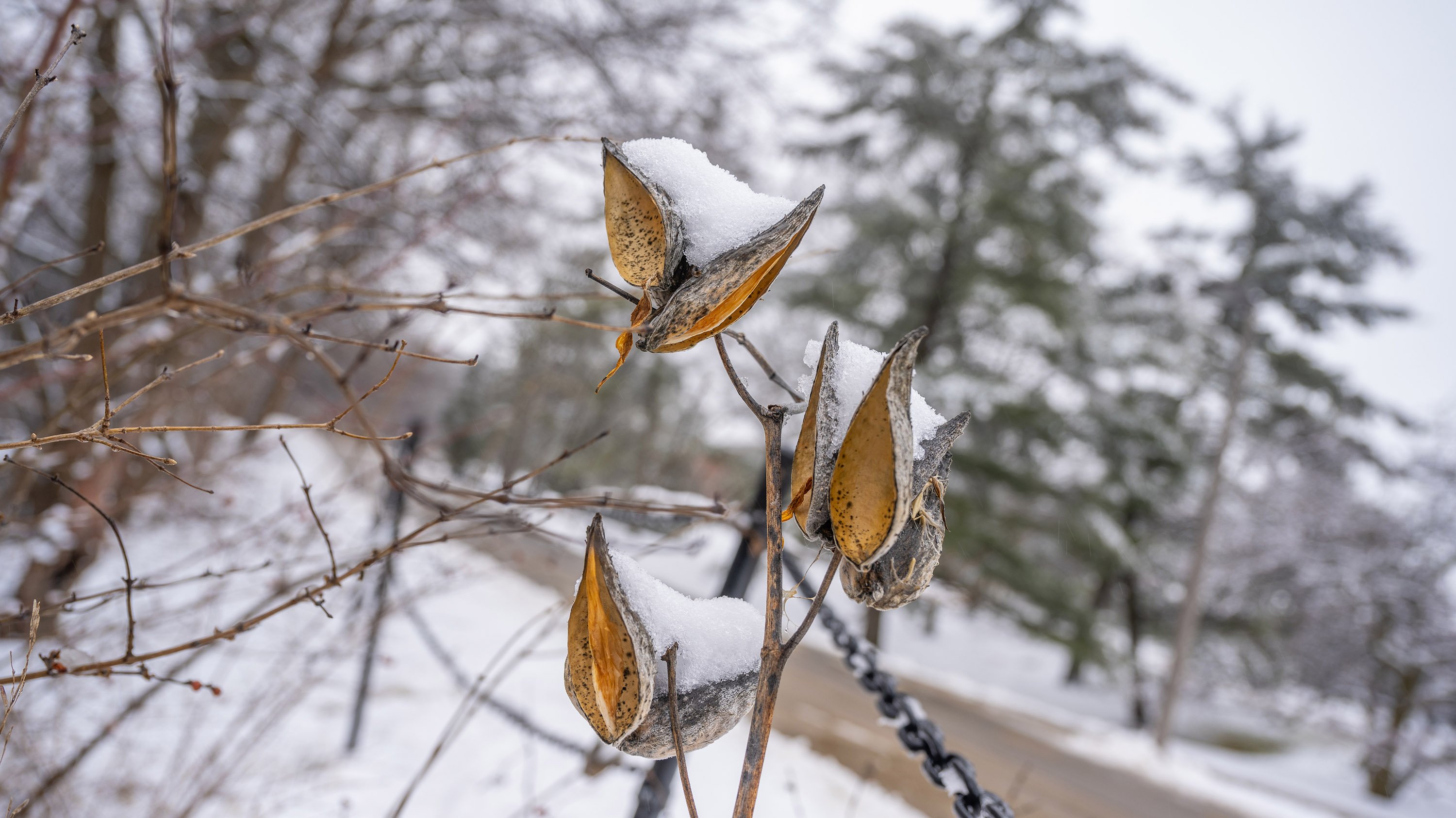 Milkweed pod covered in snow