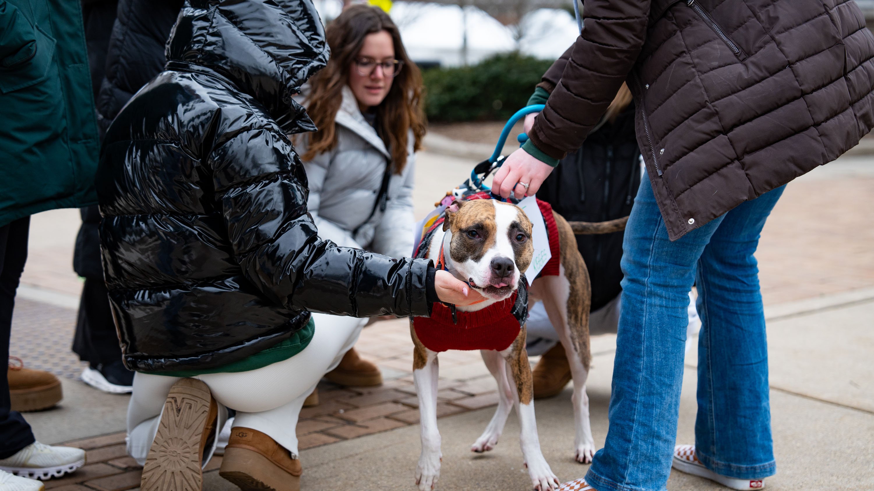 Students petting a dog
