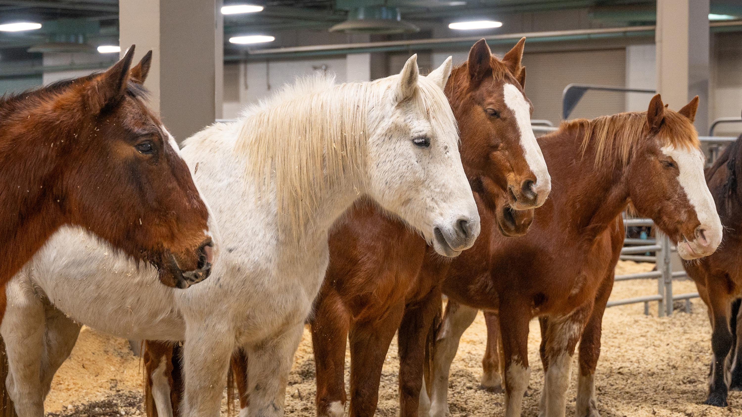 Horses