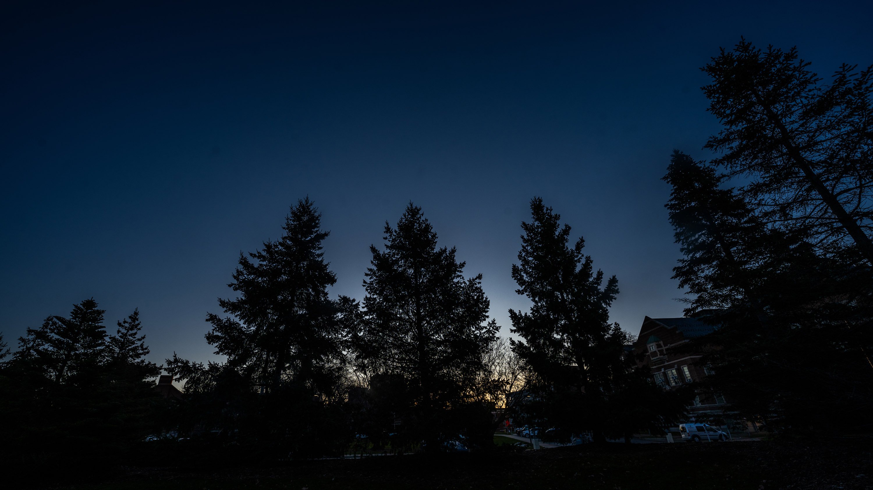 Silhouetted trees at sunrise