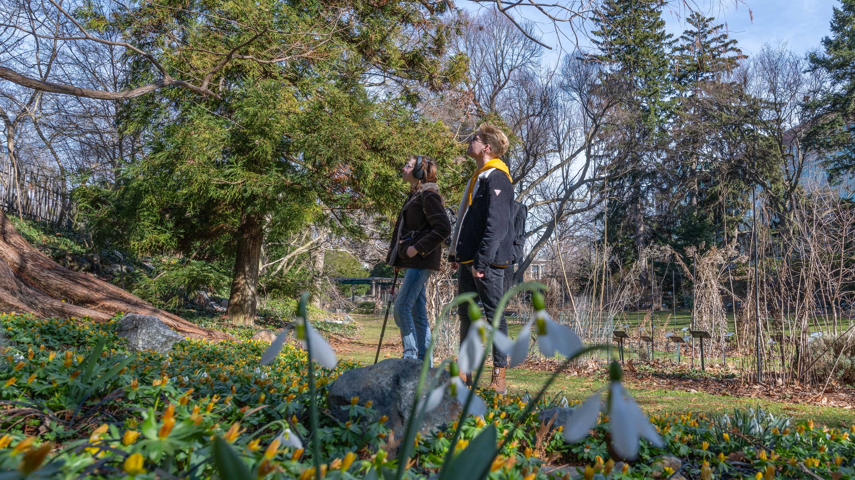 Two people looking up at trees in Beal Garden