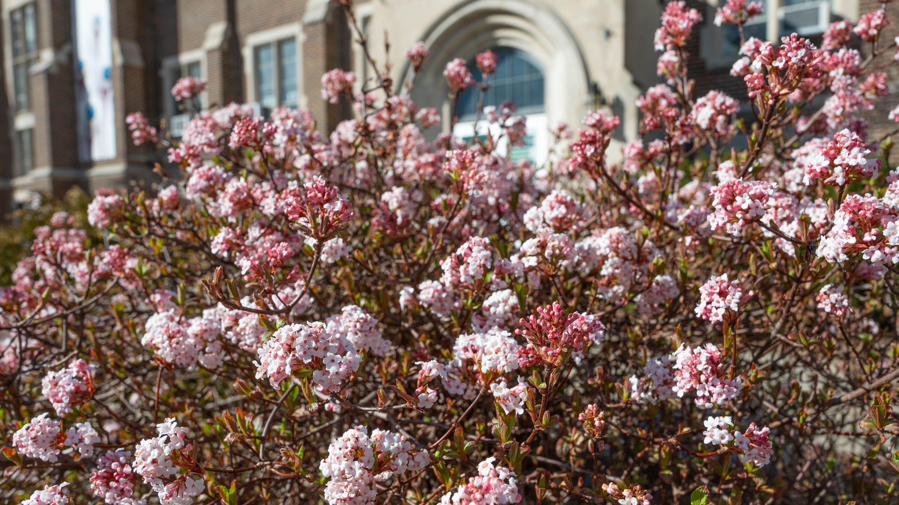 Bush of pink flowers in front of MSU Museum