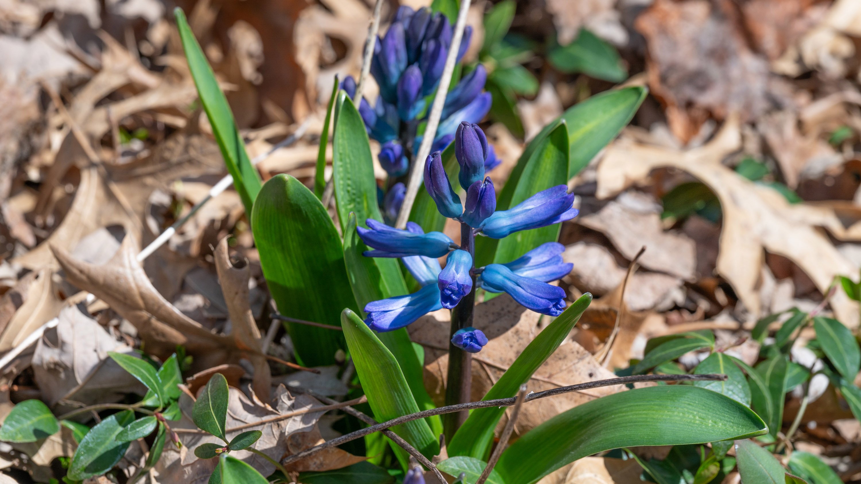 Hyacinth buds