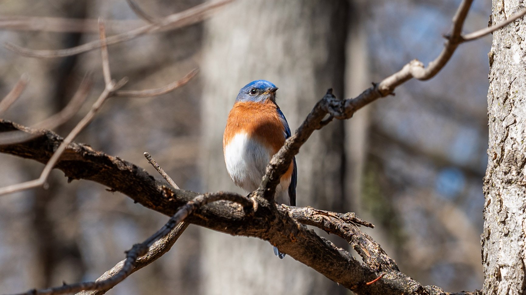 Eastern bluebird on a branch