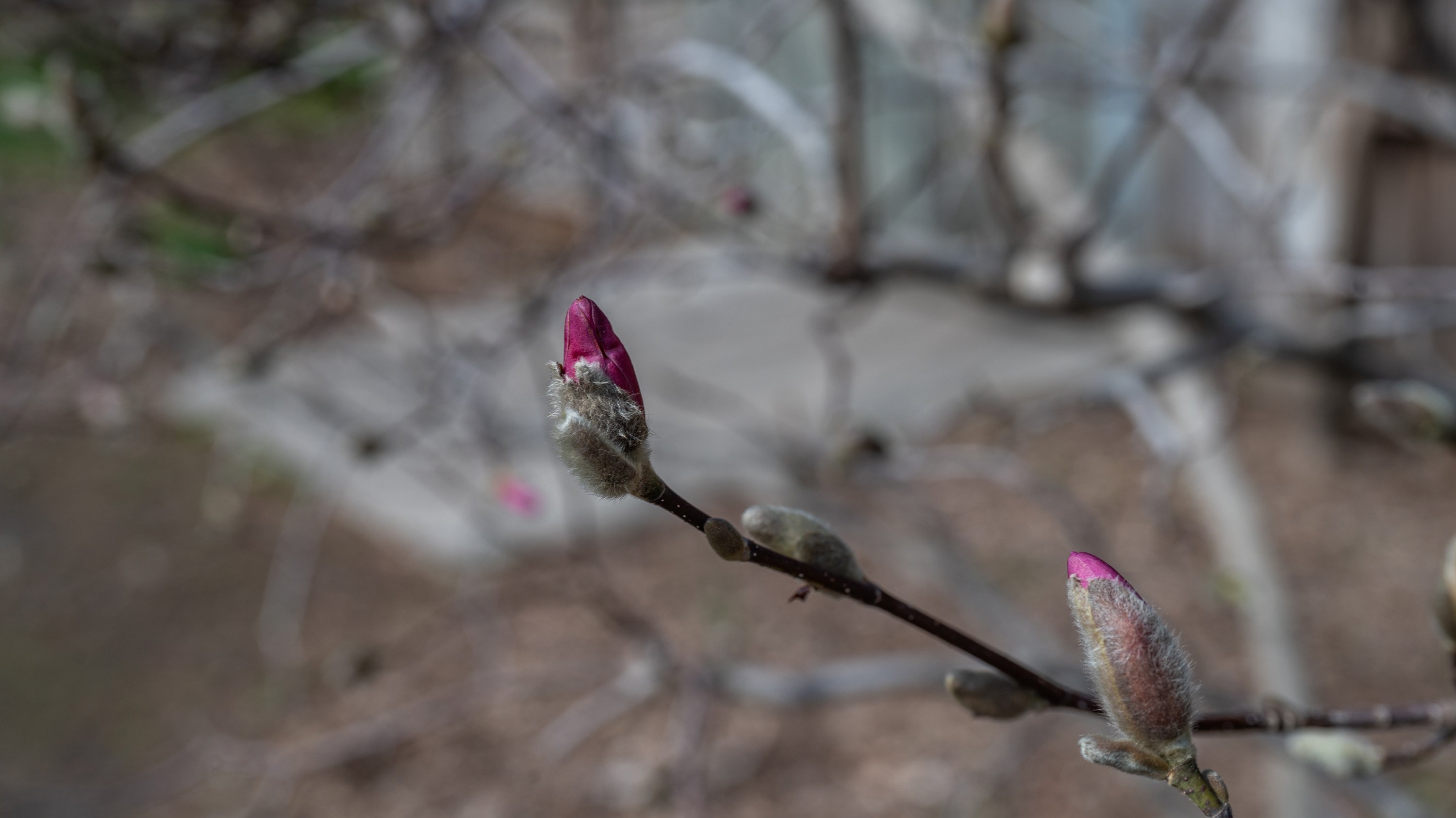 Magnolia buds