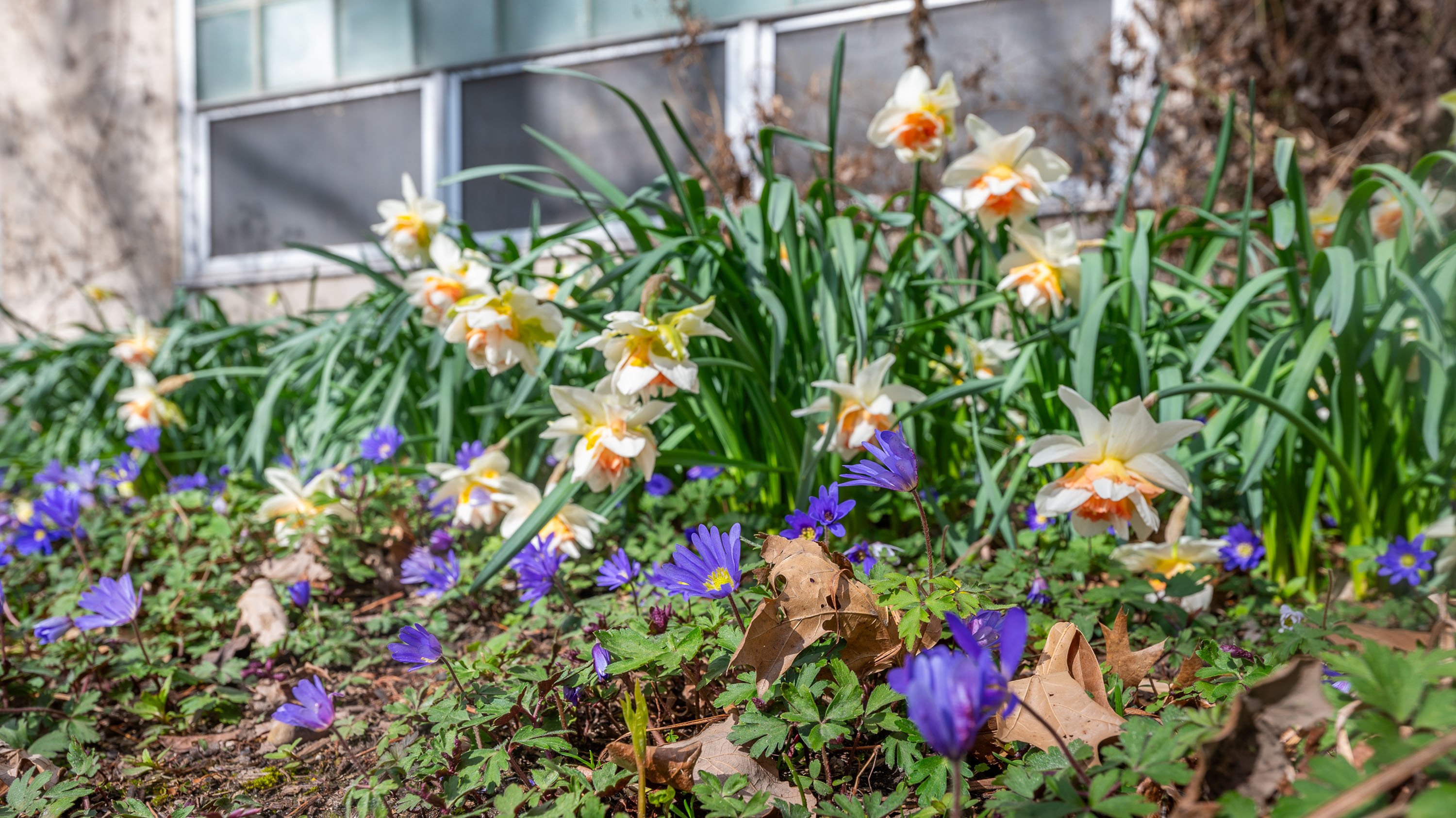 Grecian windflowers and daffodils