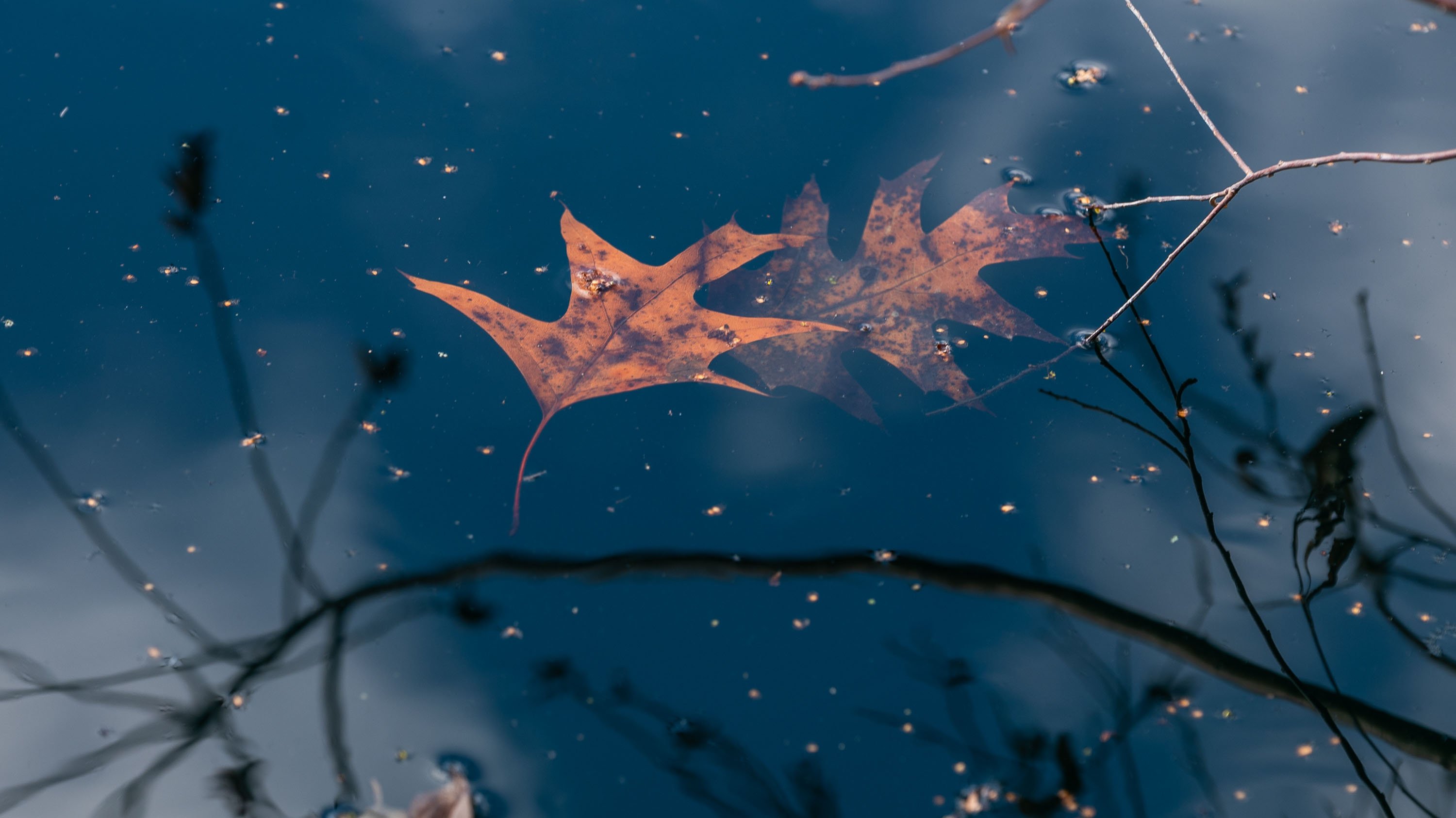 Leaf floating in pond