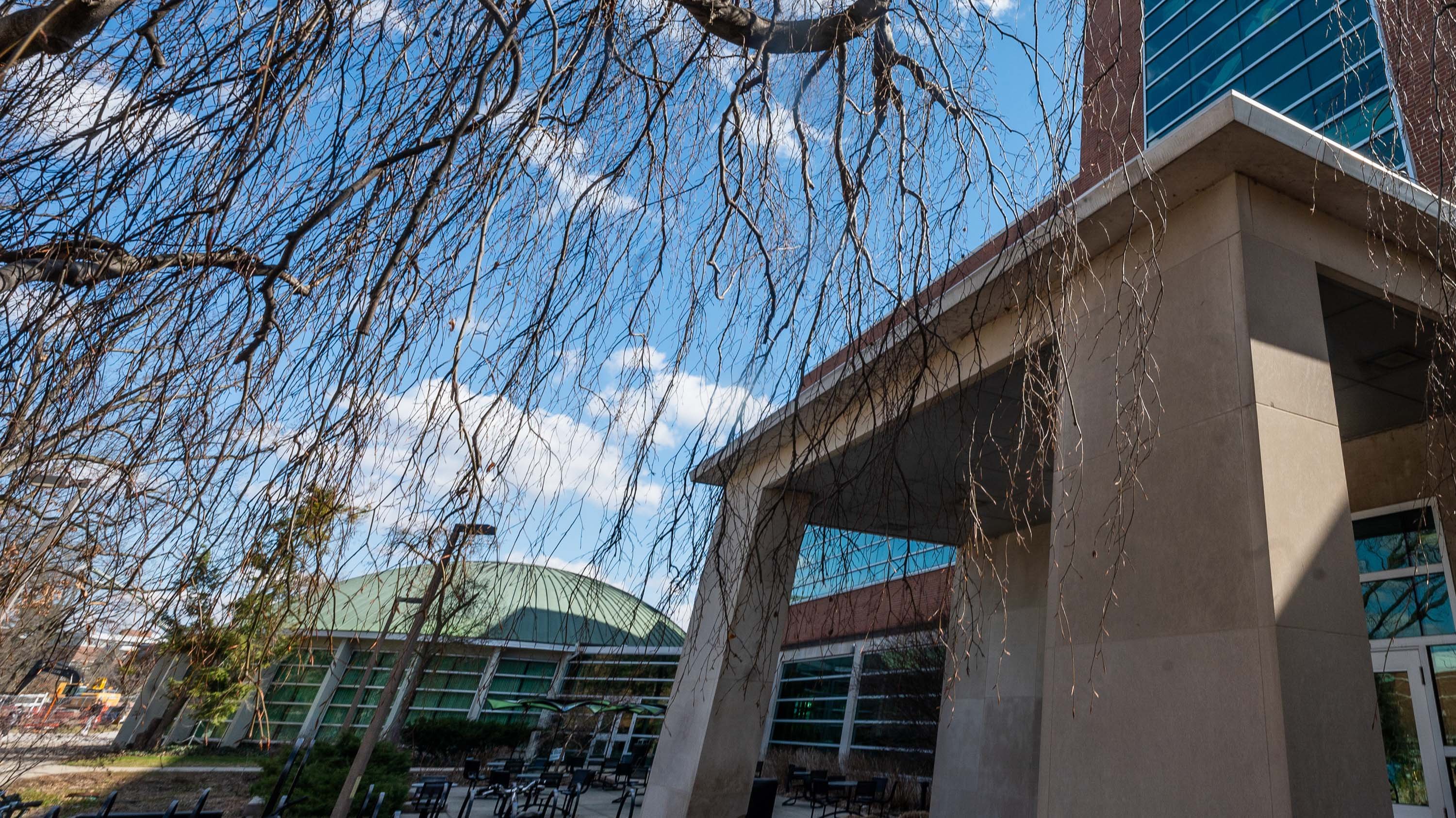 Willow branches near Erickson Hall