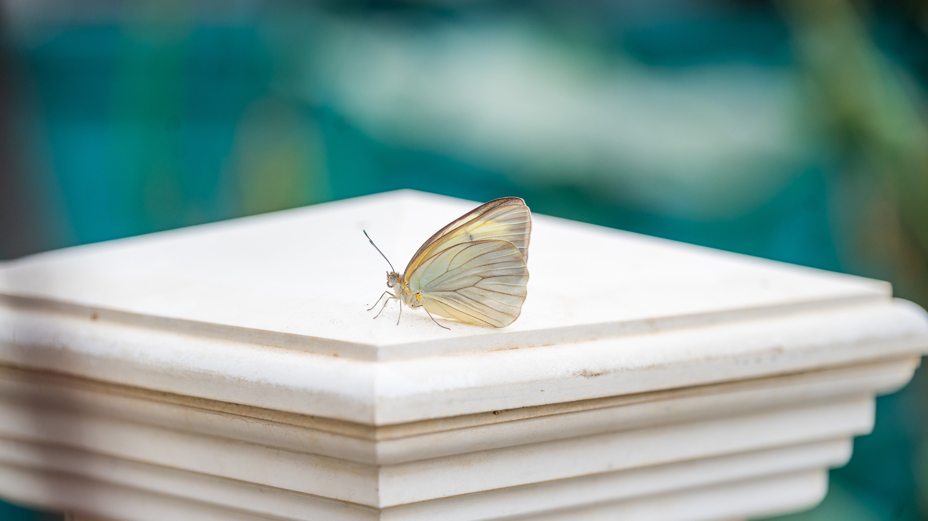 Southern white butterfly on a pillar