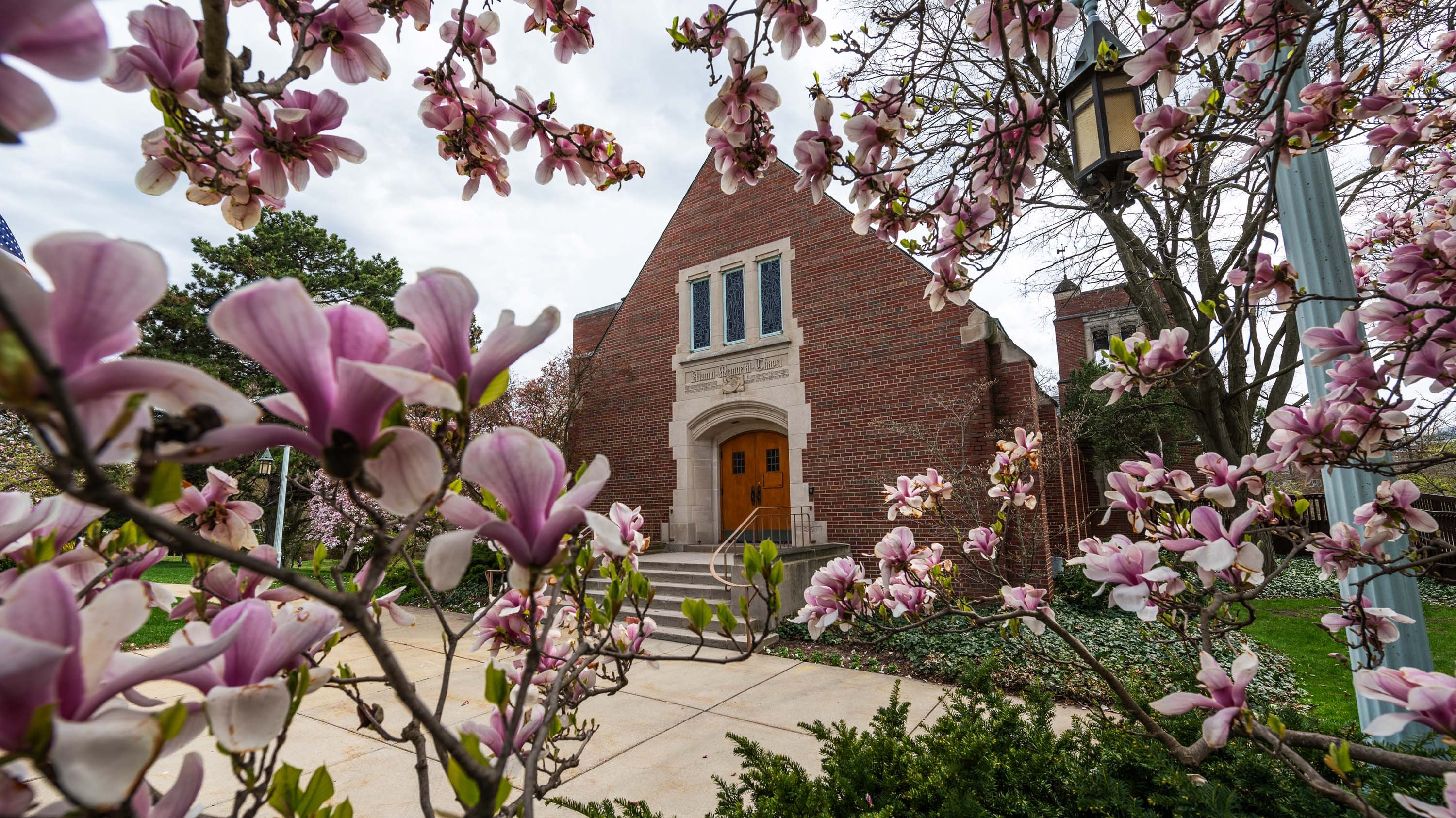 Magnolia flowers framing MSU Alumni Memorial Chapel