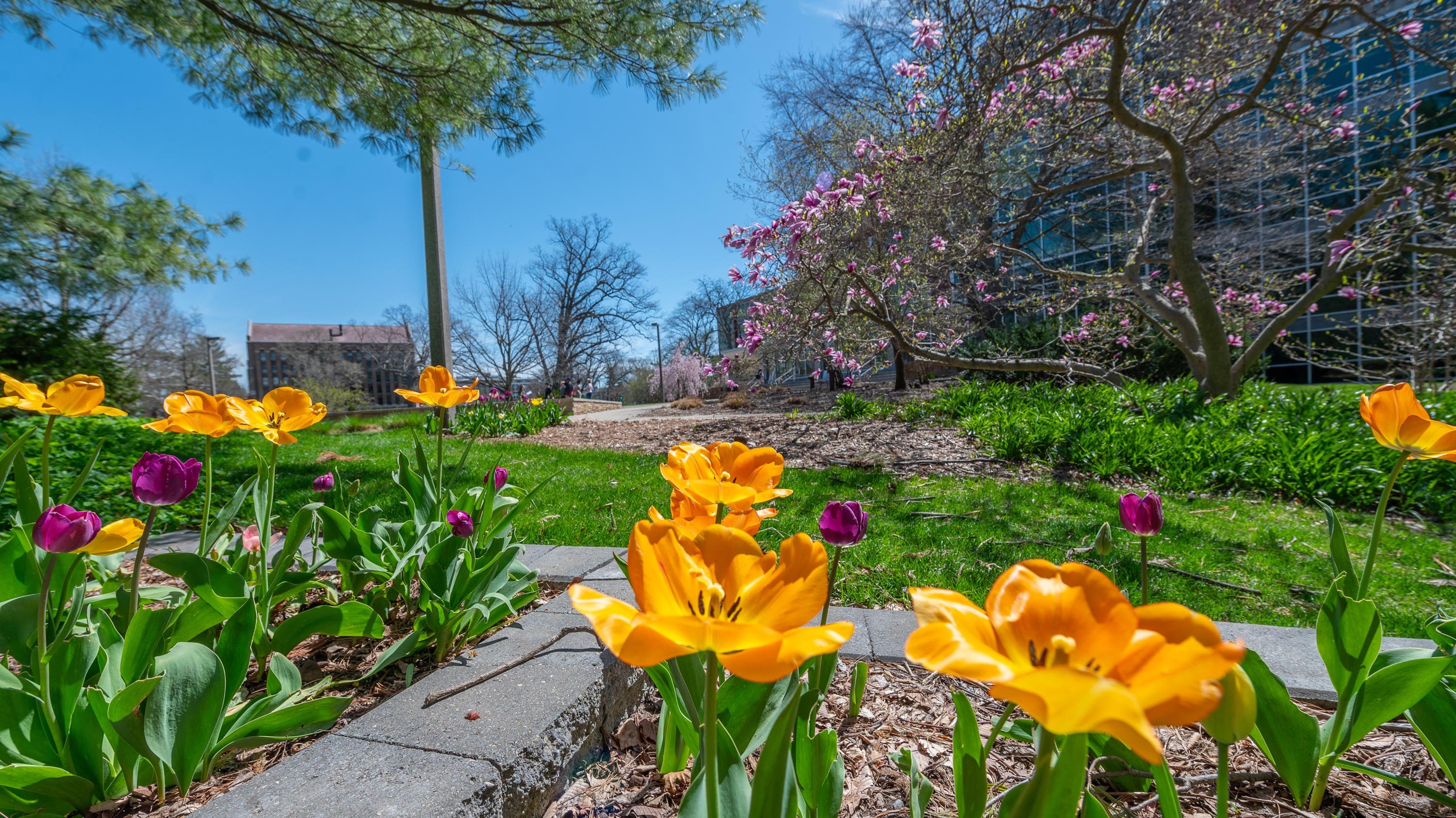 Tulips and bright flowers in Beal garden