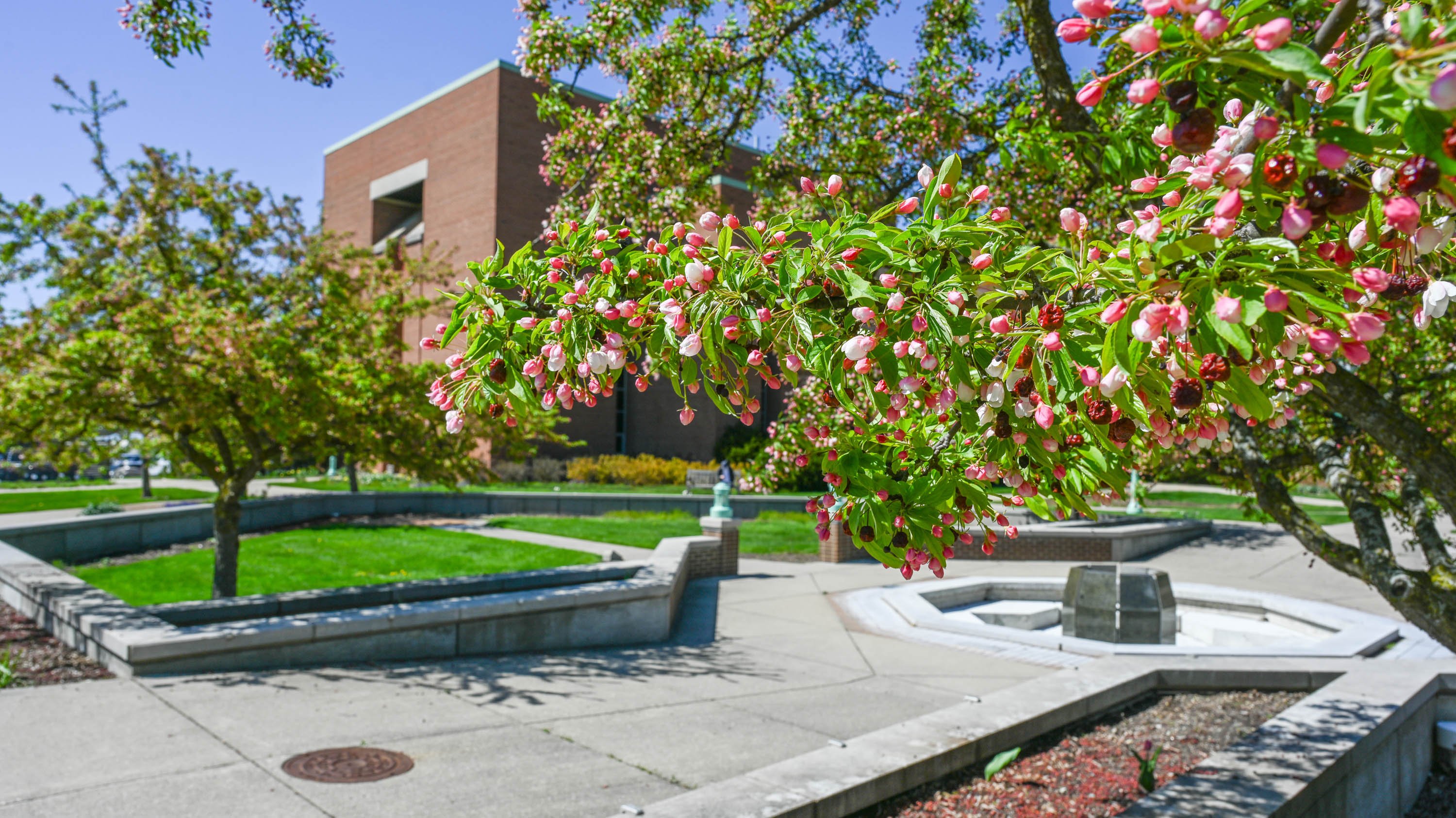 Branch with pink flowers in horticulture gardens
