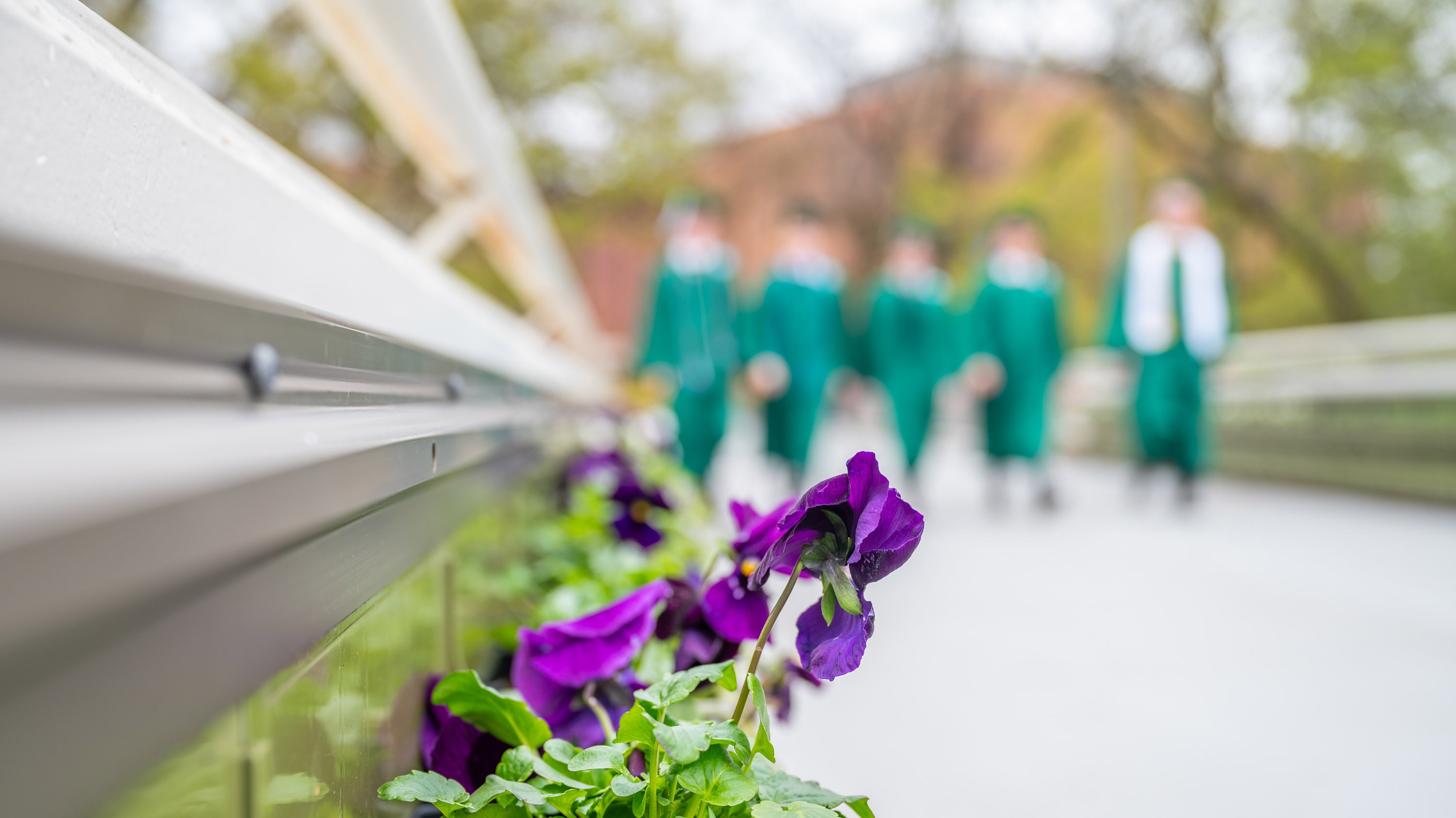 Purple flowers in bridge planter with graduates walking in background