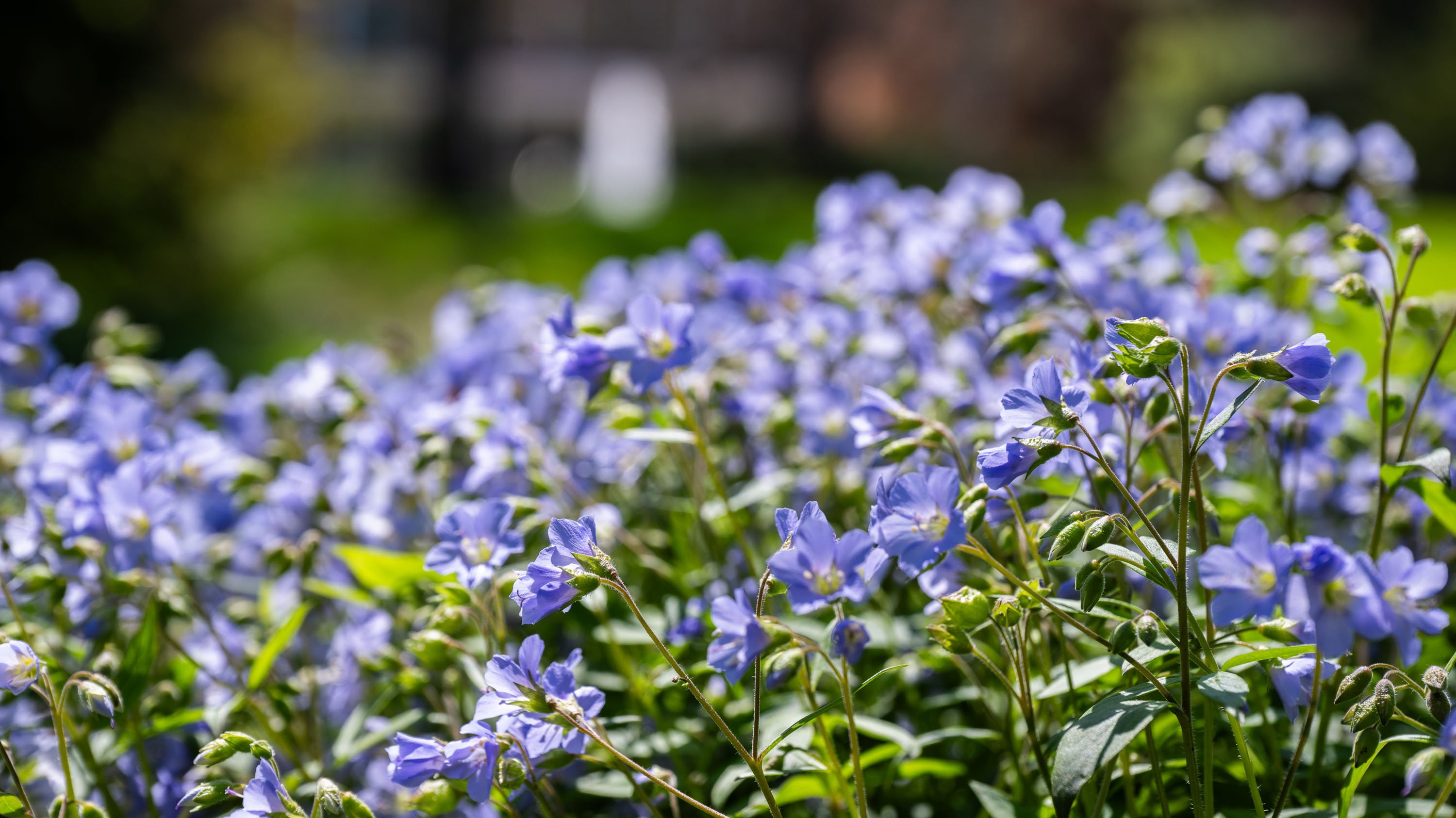 Jacobs ladder flowers