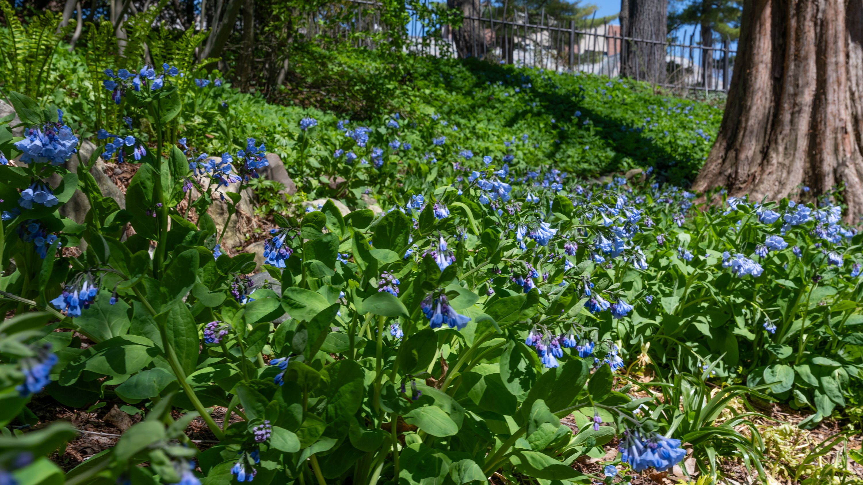 Virginia bluebell flowers
