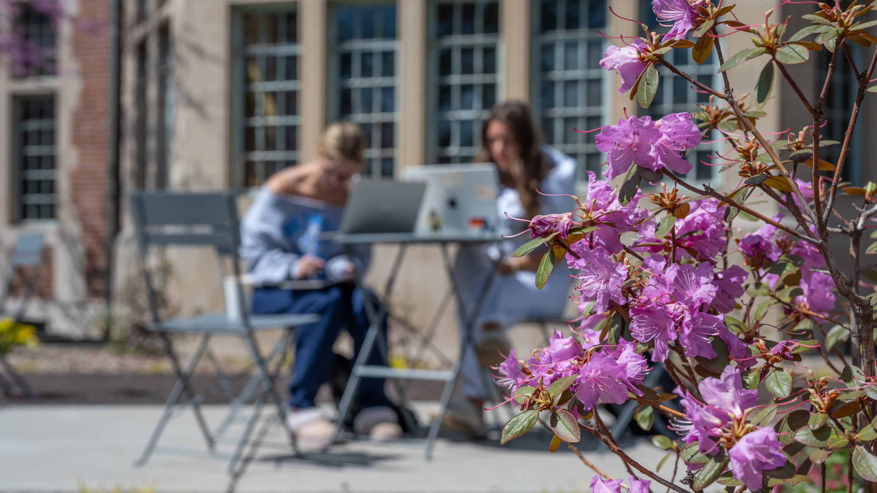 Pink flowers in front of students studying on patio of Yakeley hall