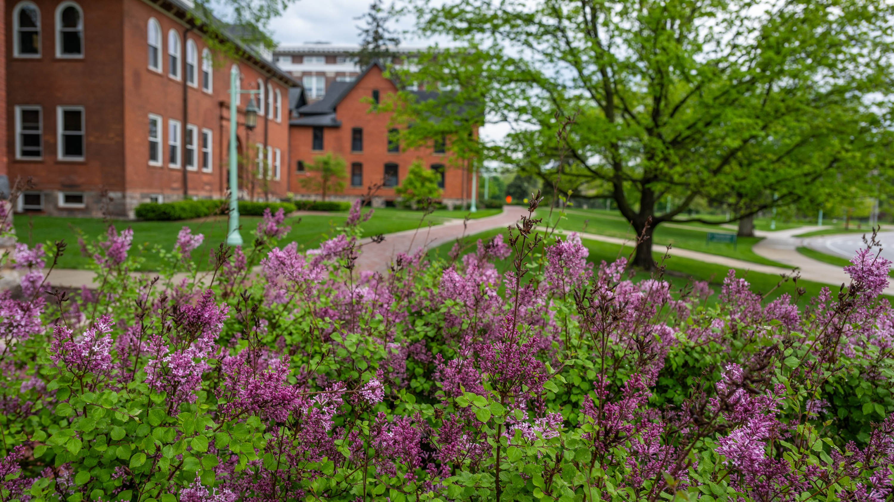 Lilac bushes near Chittenden Hall