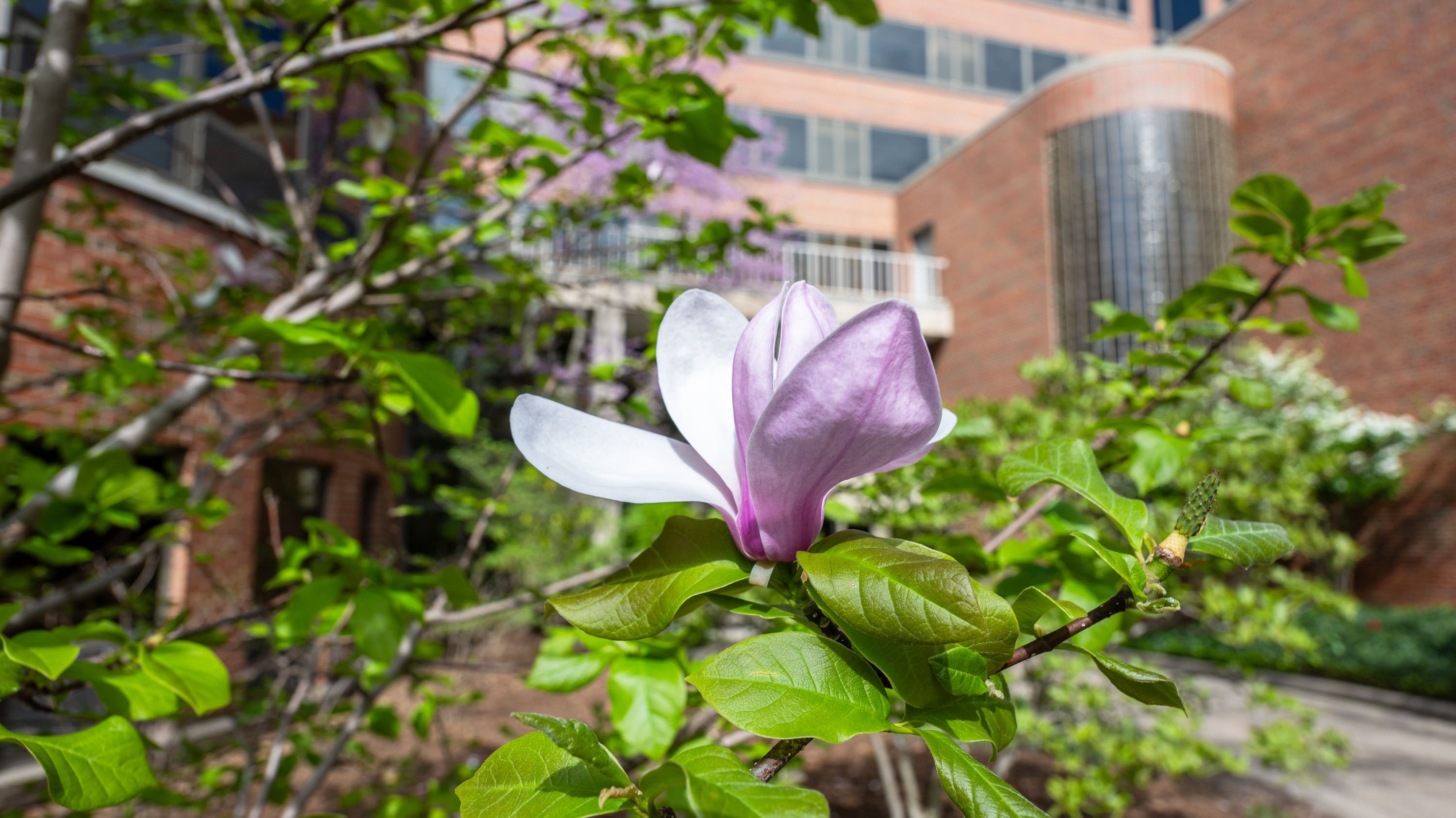Magnolia blossom on tree