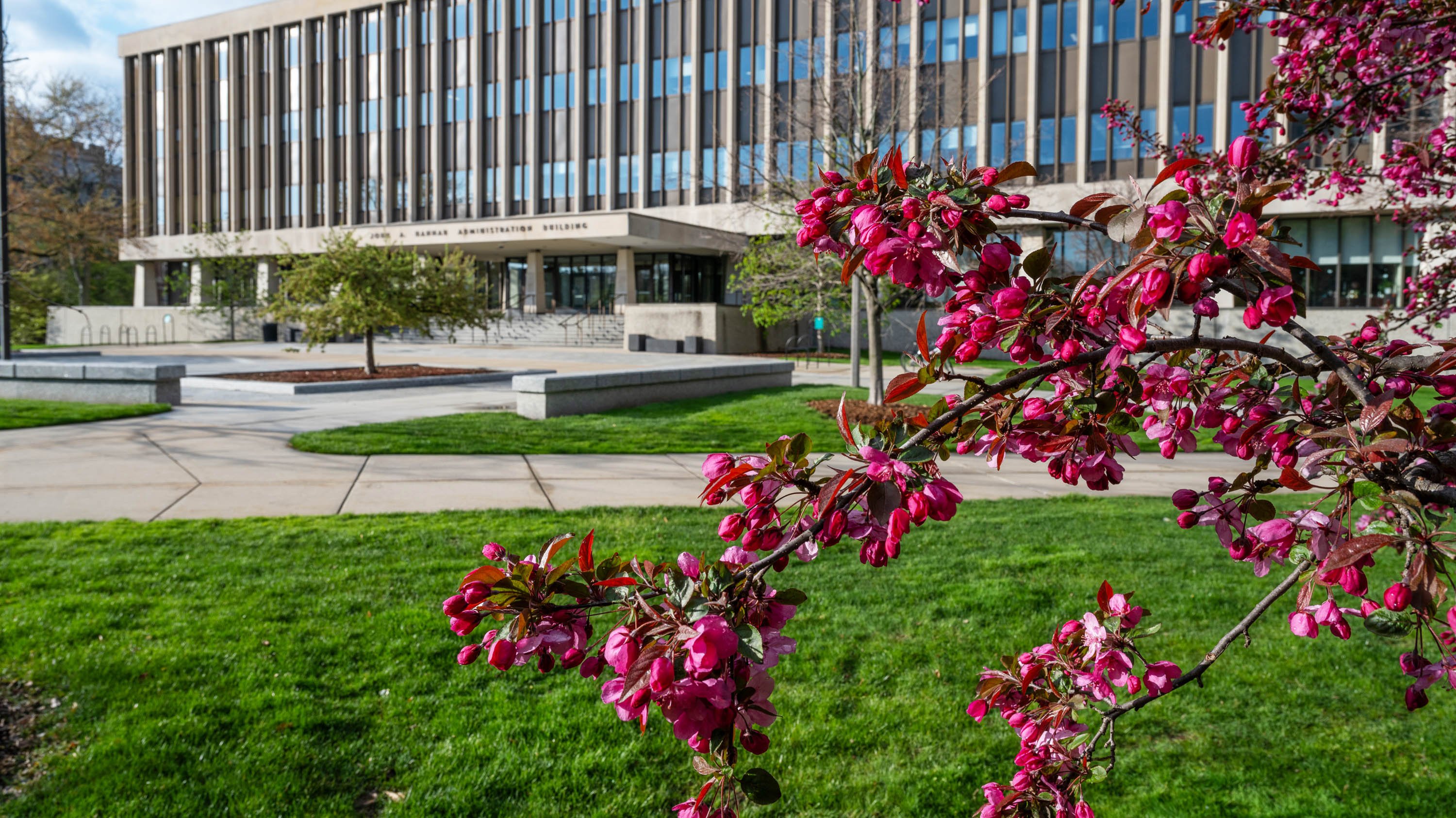 Pink flowers on tree branch in front of Hannah Admin