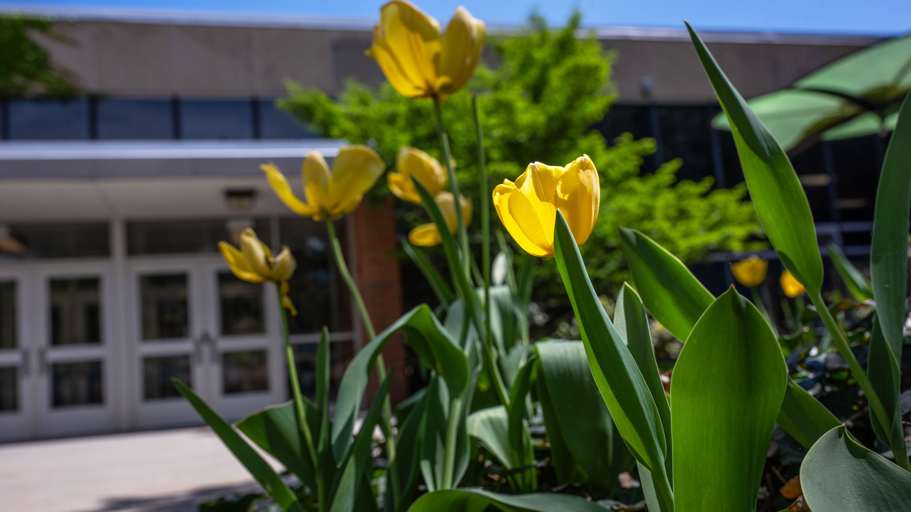 Yellow tulips