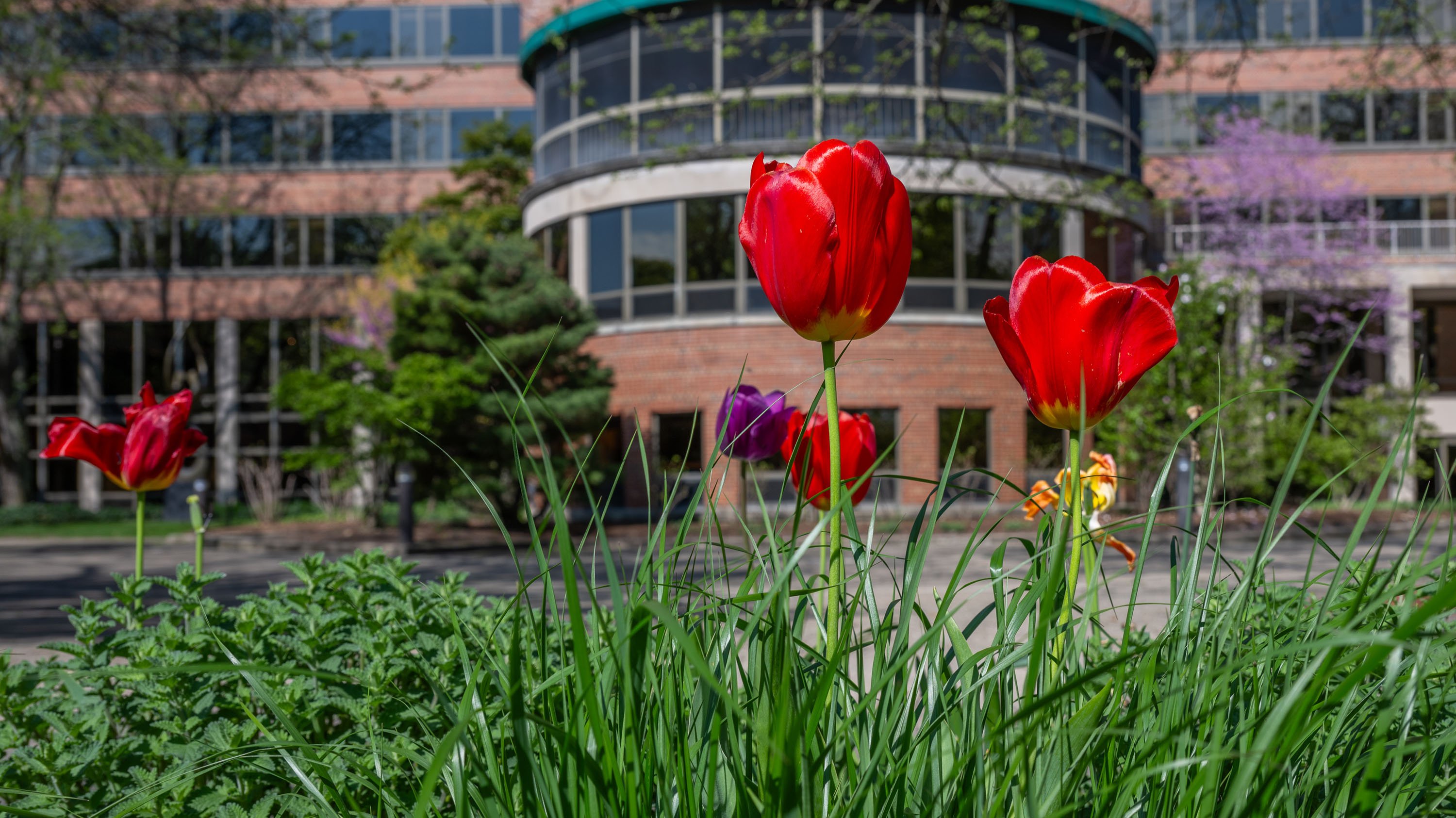 Red tulips