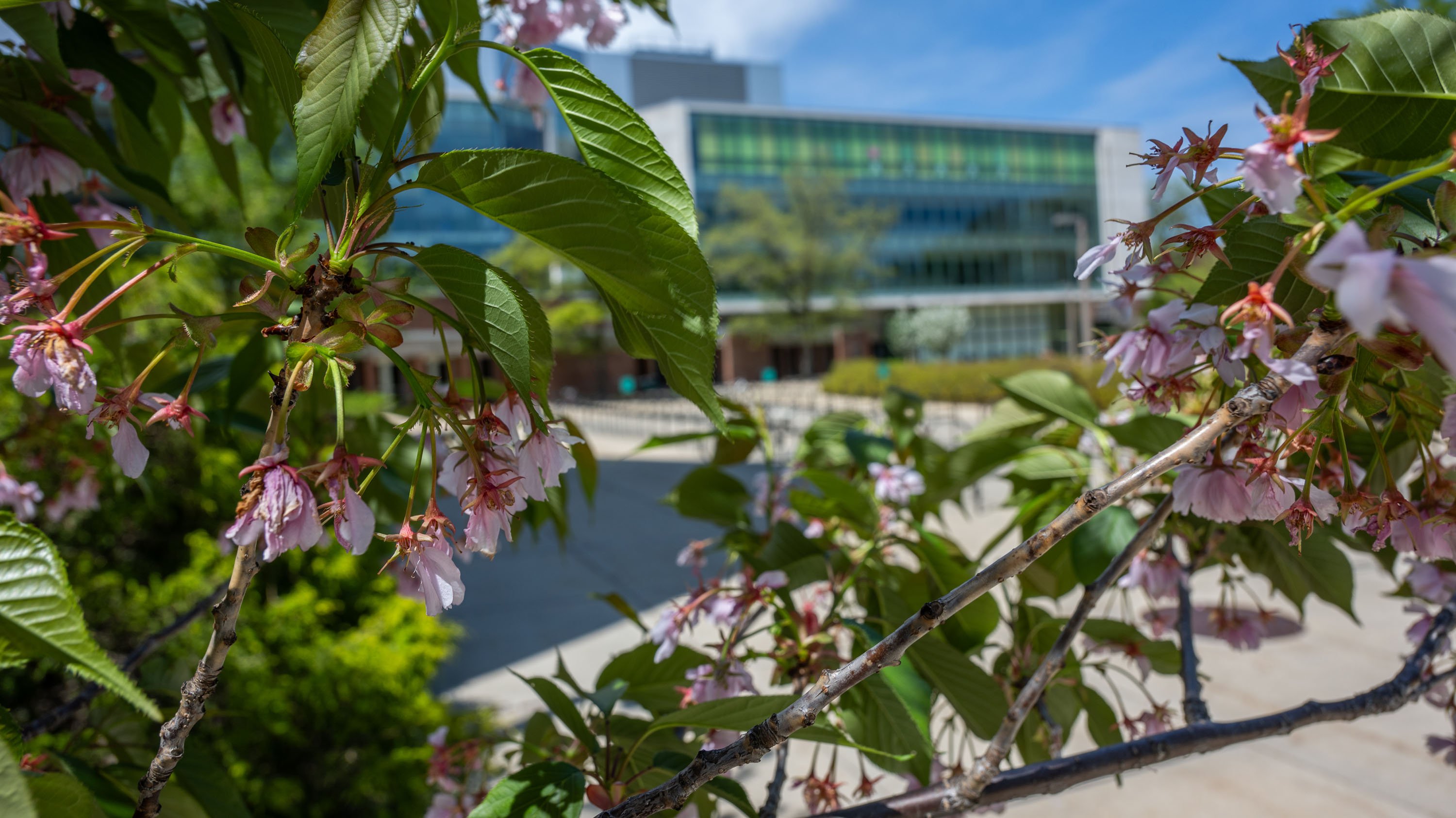 Pink flowers on branches in front of Wells Hall