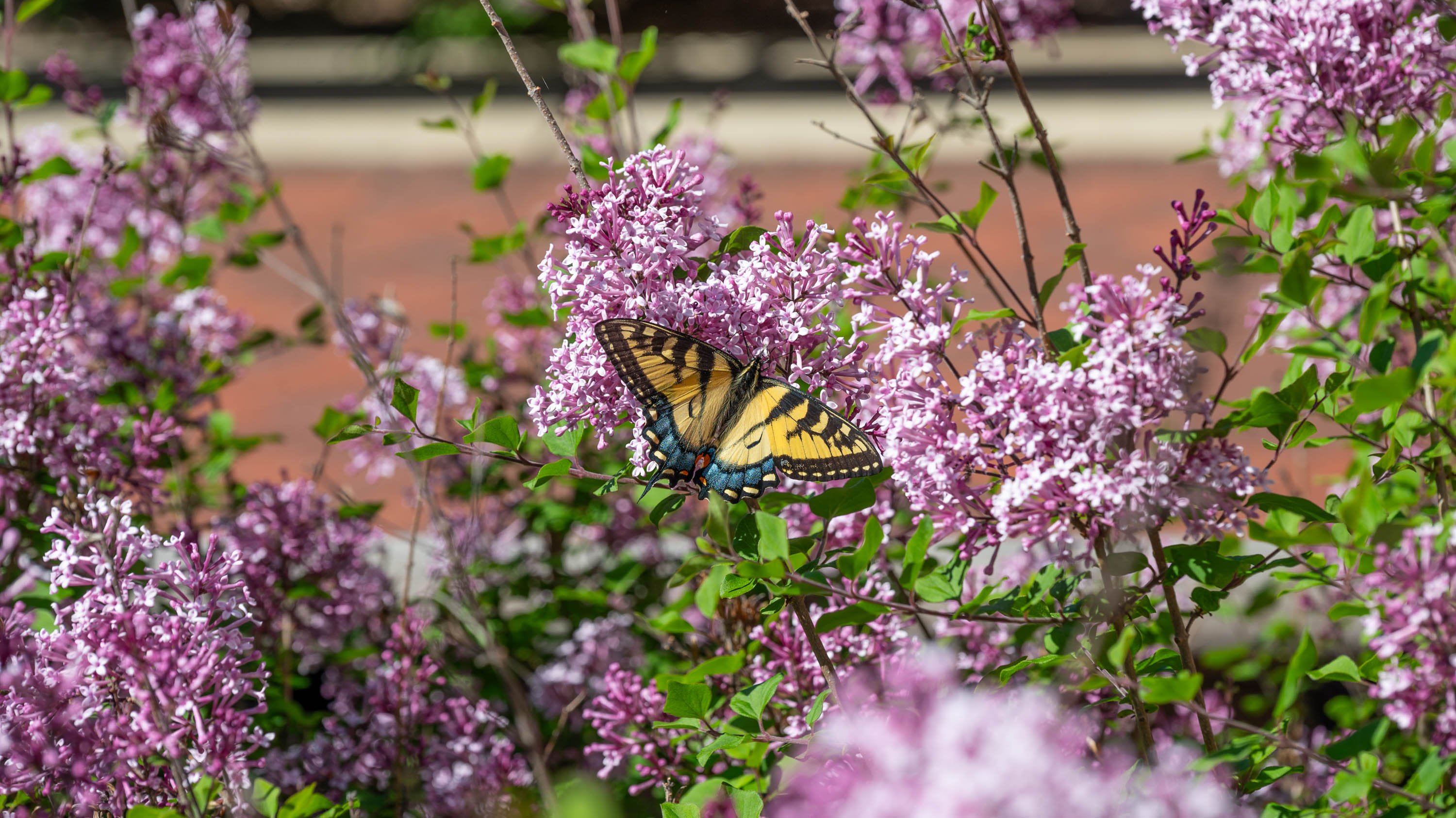 Butterfly on lilac bush