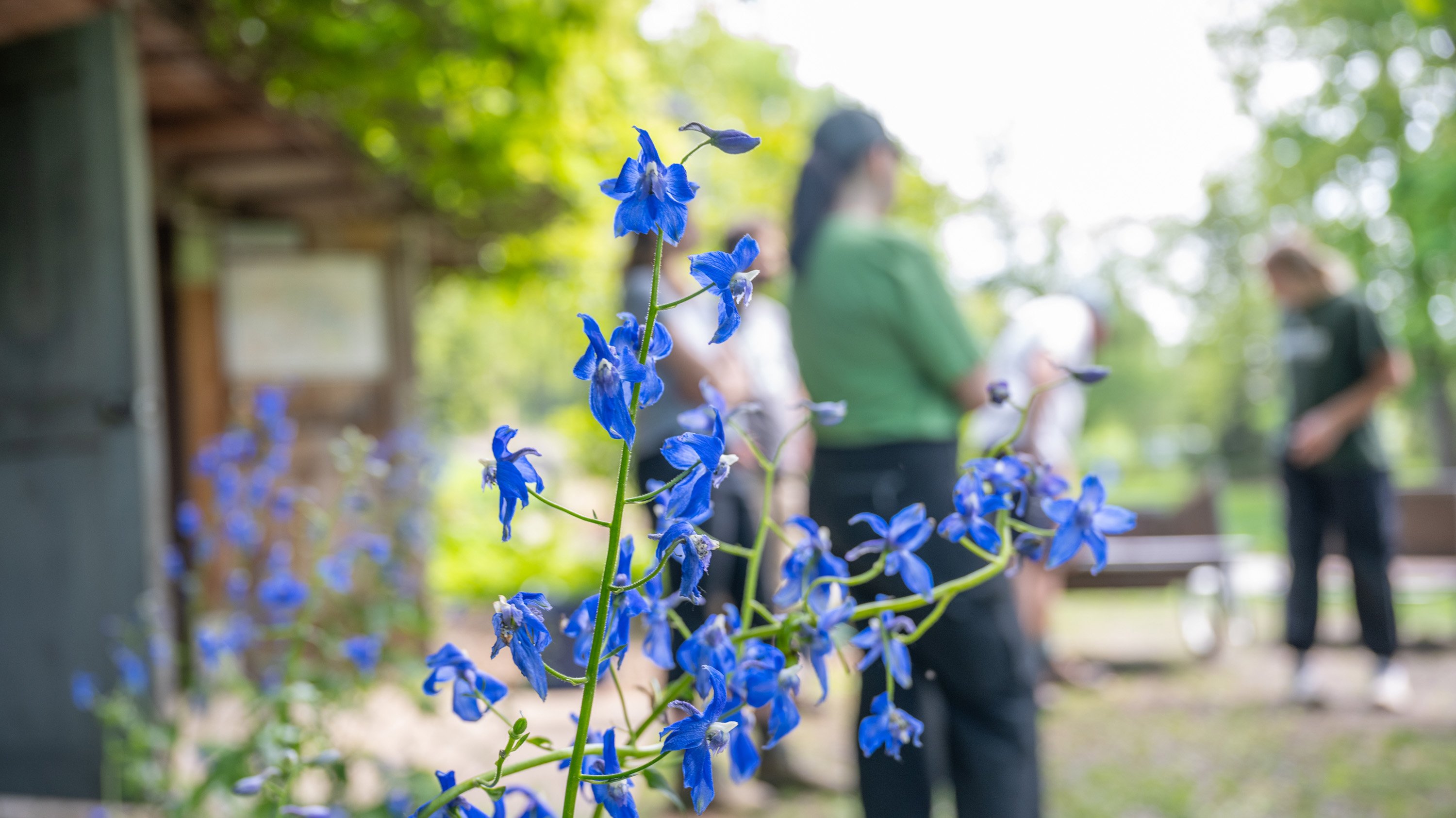 Larkspurs in front of Beal Scholars in garden